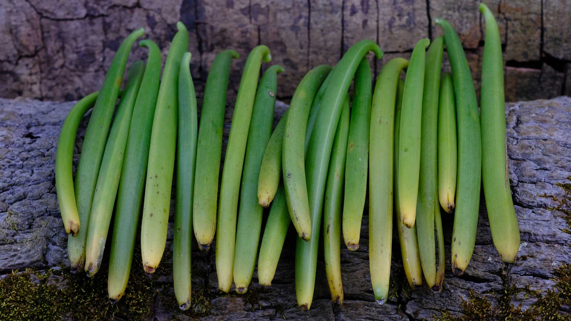 Cure vanilla beans, Part 1, The vanillery, Of Kauai, 1920x1080 Full HD Desktop