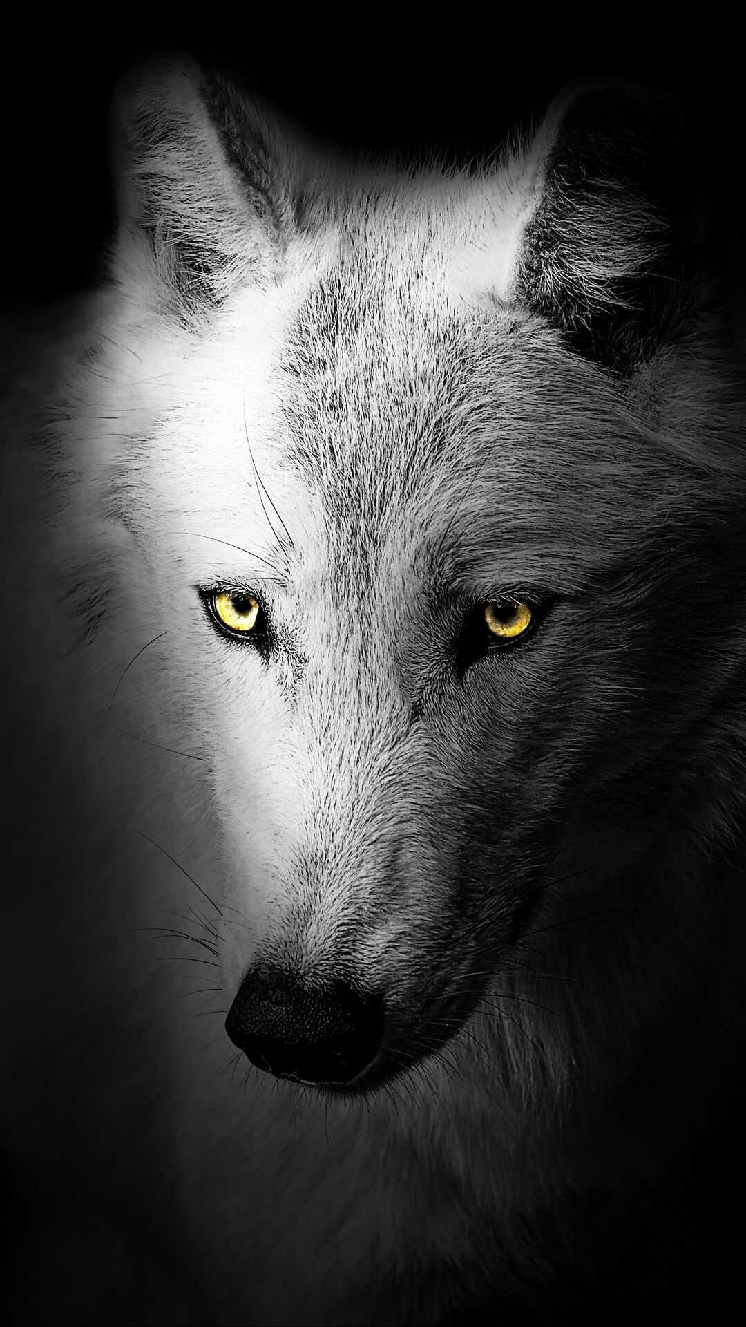 Cool wolf wallpaper, Artistic brilliance, Dynamic energy, Vibrant colors, 1080x1920 Full HD Phone