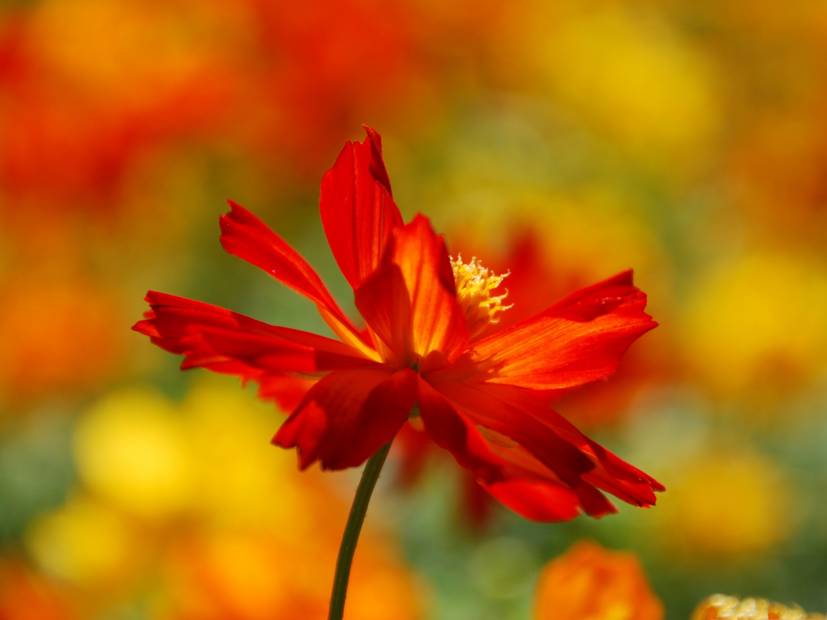 Red sulfur cosmos flower, Yellow floral stamens, Warm bokeh meadow background, HD Desktop wallpaper
