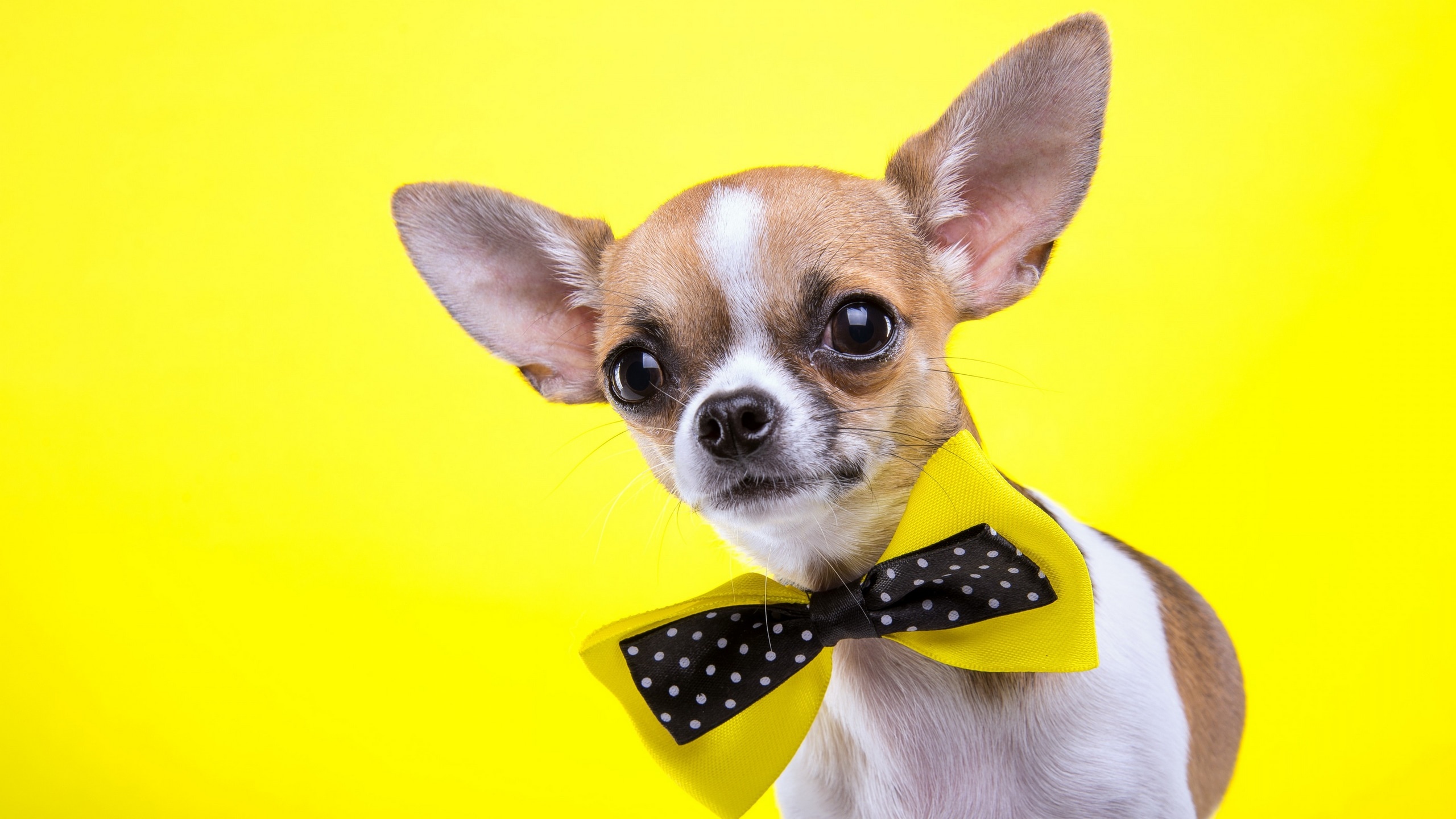 Chihuahua puppy, Polka dot bowtie, Vibrant yellow backdrop, HD Desktop wallpaper