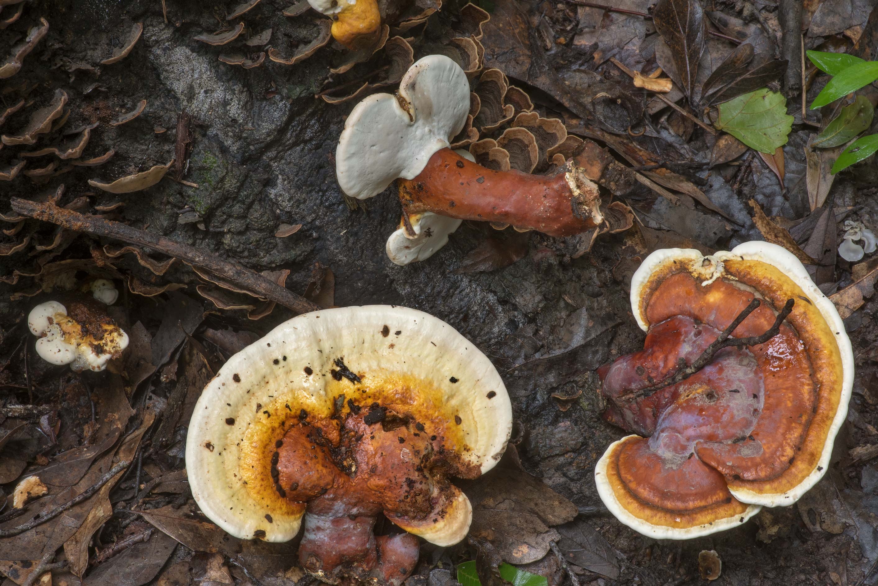 Golden Reishi, Ganoderma curtisii, College station texas, Photo, 2830x1890 HD Desktop