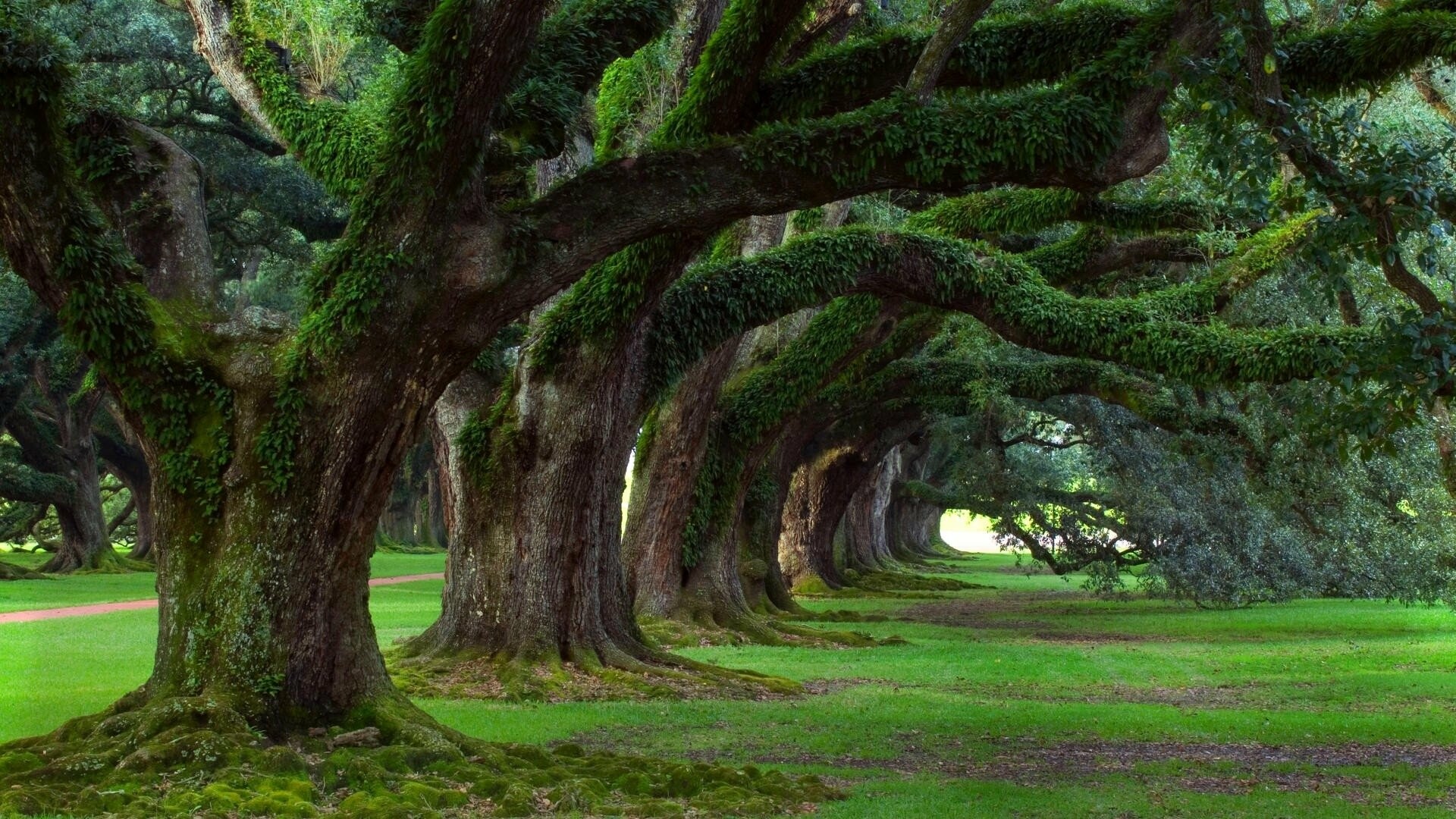 Oak Alley, Parks Wallpaper, 1920x1080 Full HD Desktop