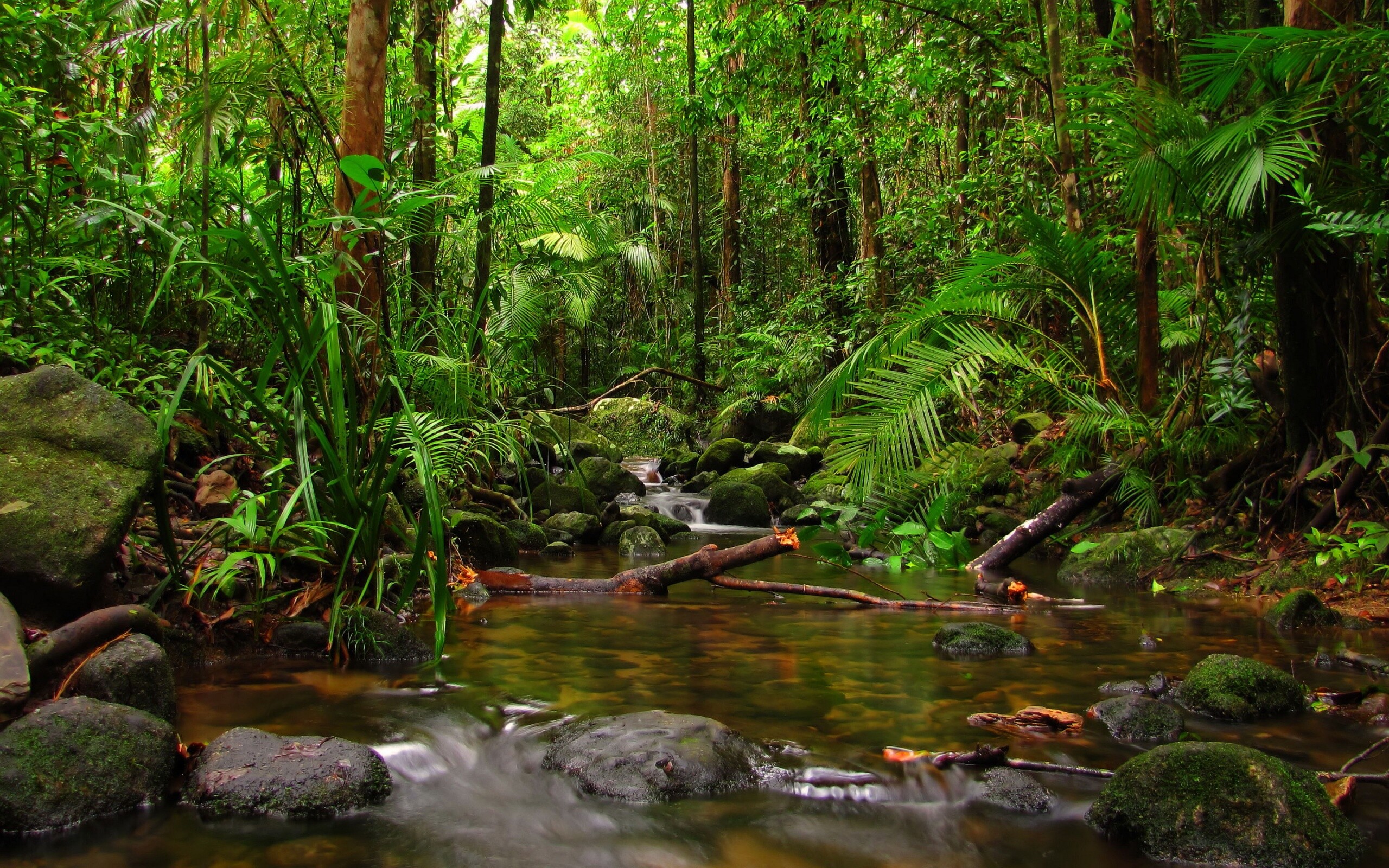 HD rainforest wallpaper, Verdant foliage, Exotic scenery, Tropical wonder, 2560x1600 HD Desktop