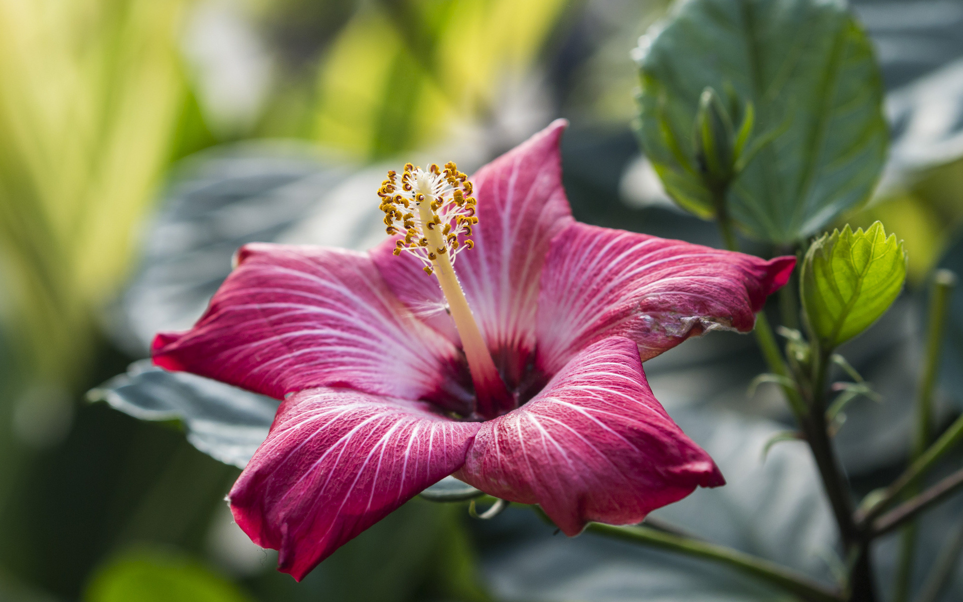 Flowers hibiscus wallpapers, Nature's beauty, Floral delight, HD background, 1920x1200 HD Desktop