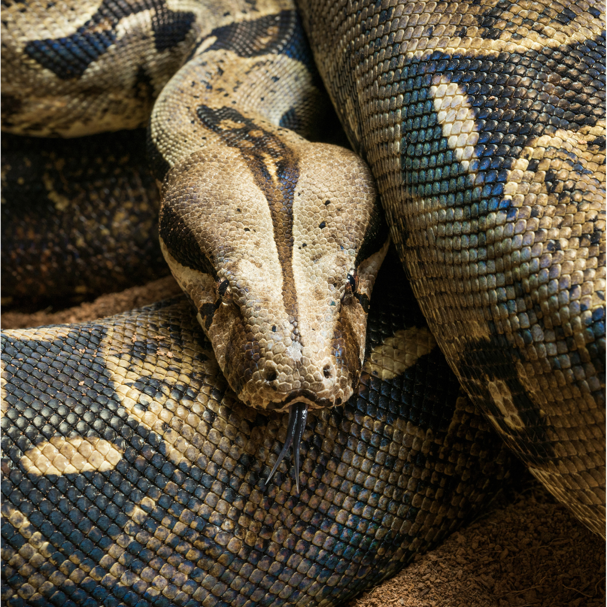 Boa Constrictor, Boa constrictor, 2000x2000 HD Phone