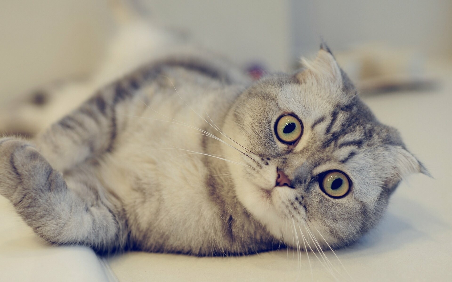 Scottish Fold, Graceful and elegant, Mesmerizing eyes, Fluffy coat, 1920x1200 HD Desktop