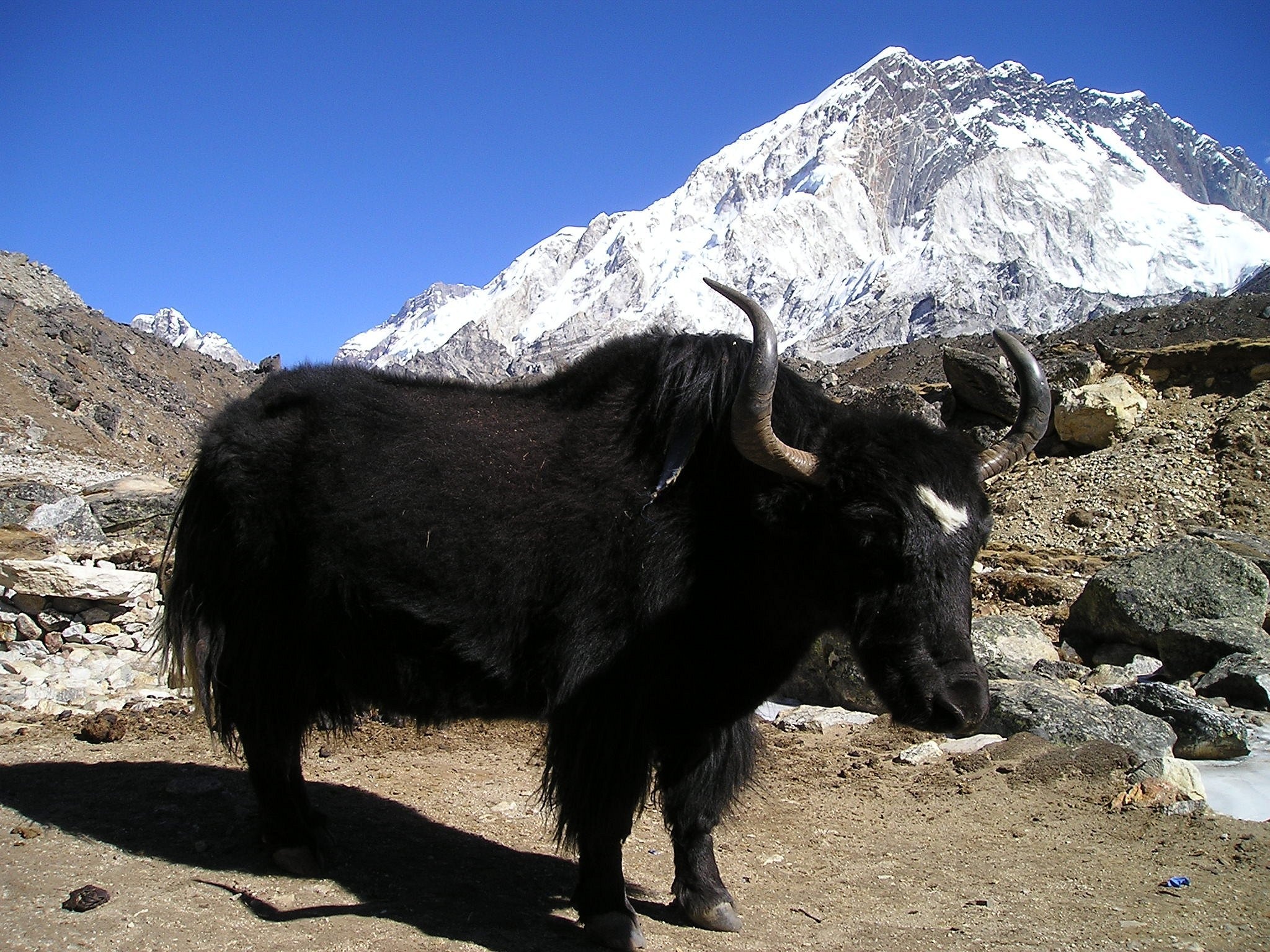 Yak studies, Research inspiration, Animal photography, Cute yak moments, 2050x1540 HD Desktop