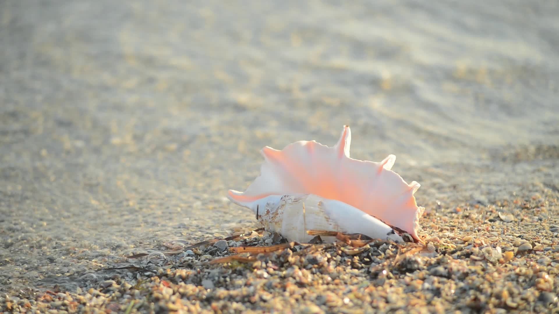 Seashell footage, Marine treasures, Coastal delights, Oceanic wonders, 1920x1080 Full HD Desktop