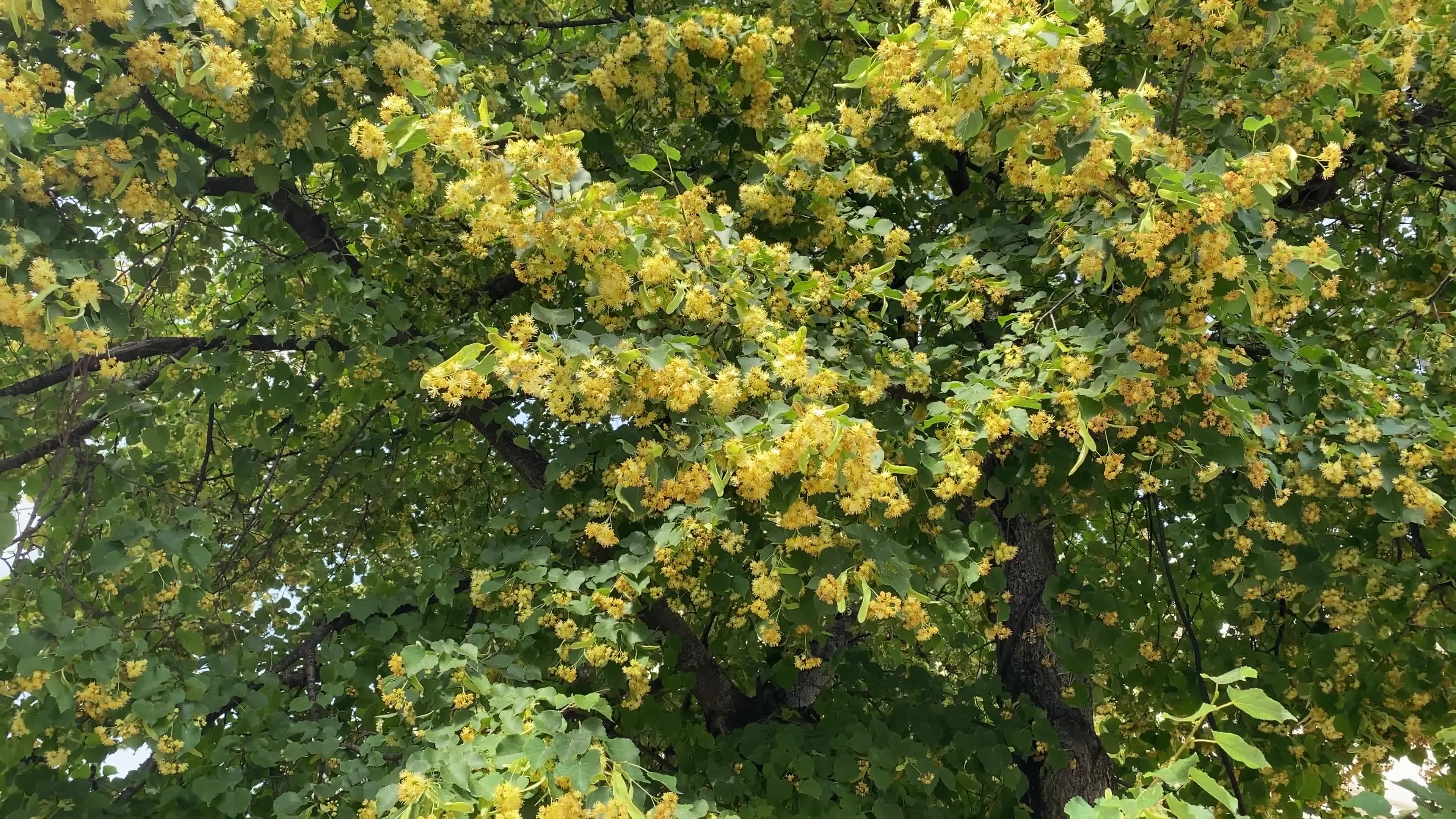 Linden Tree, stock video footage, free download, Nature, 3840x2160 4K Desktop