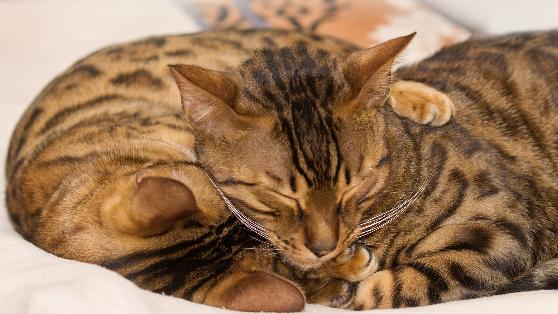 Couple, Bengal Cats Wallpaper, 1920x1080 Full HD Desktop