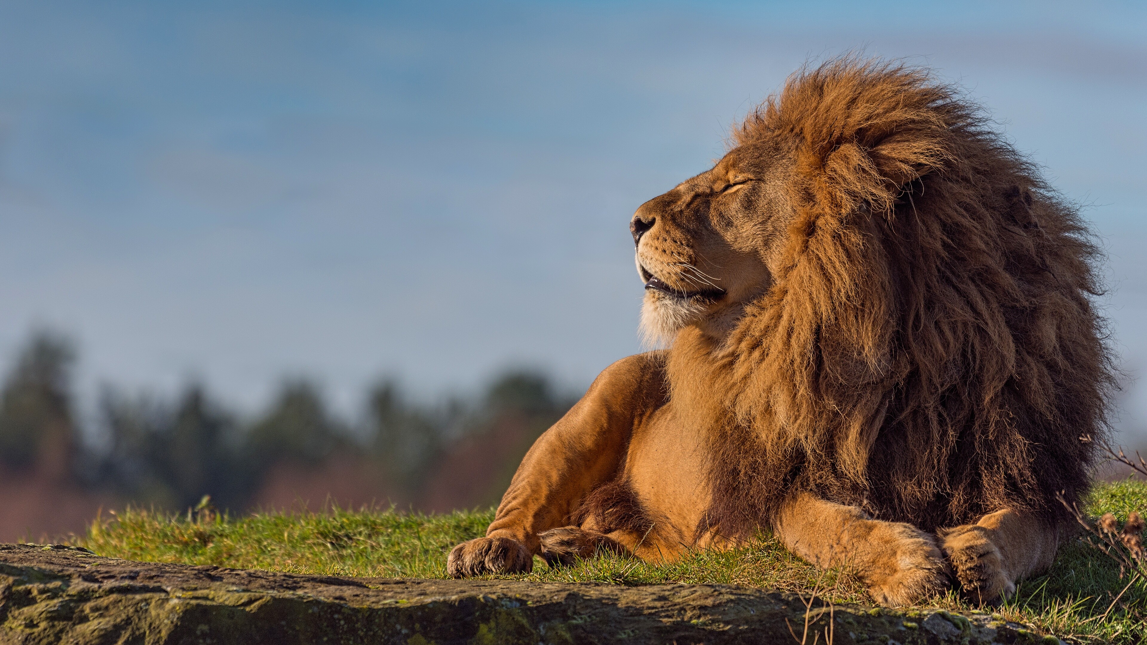 Lion, Captivating portrait, 4k wallpaper, Astonishing detail, 3840x2160 4K Desktop