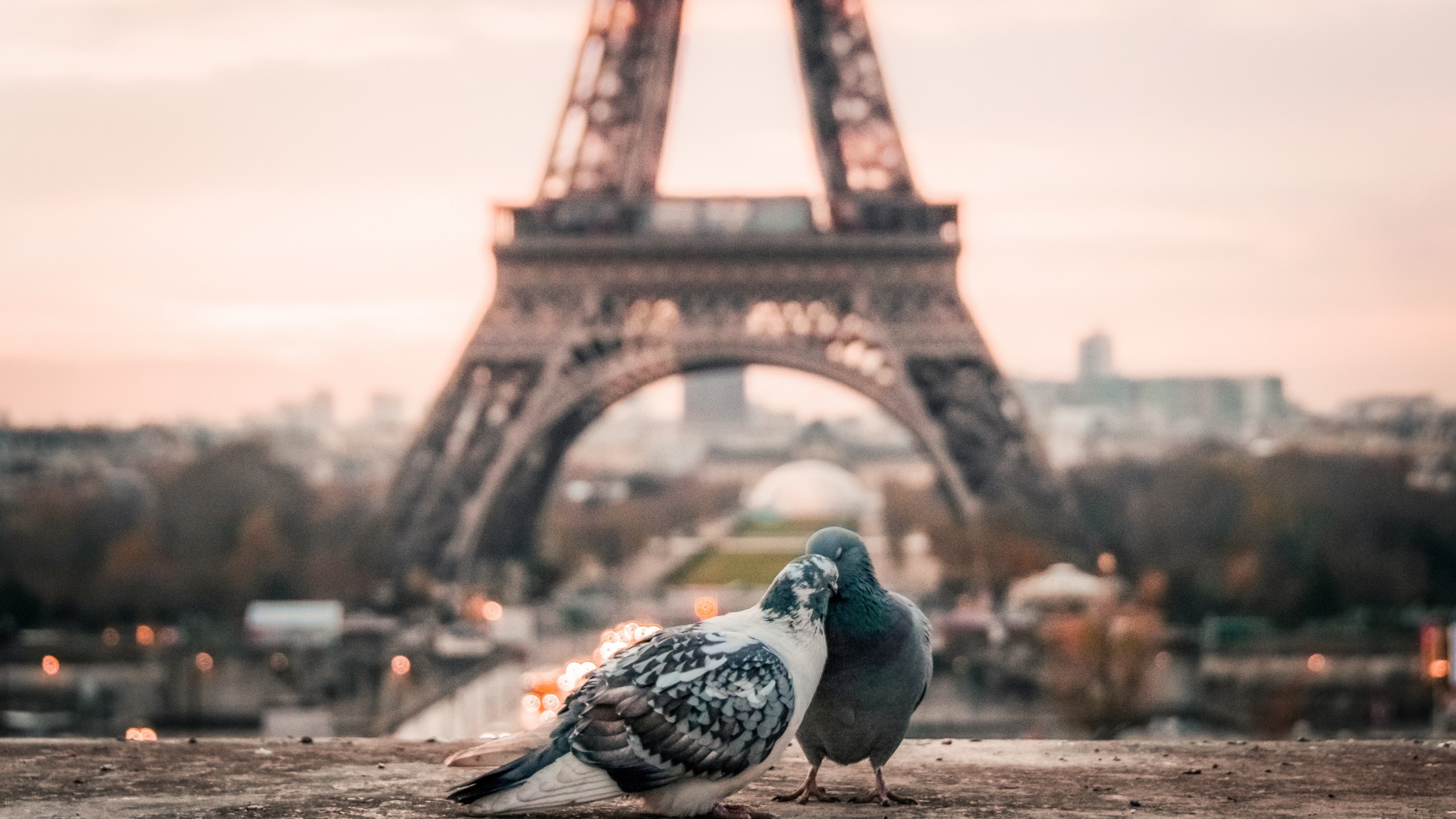 Stock images love, Doves in Paris, 4k resolution, Romantic symbolism, 2560x1440 HD Desktop