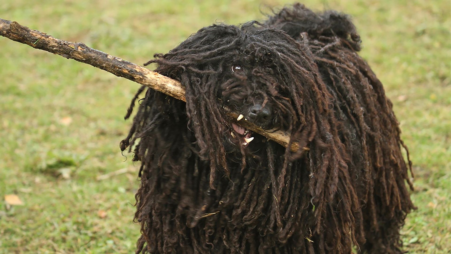 Bergamasco, Unusual dog breed, Adoption, Animal, 1920x1080 Full HD Desktop