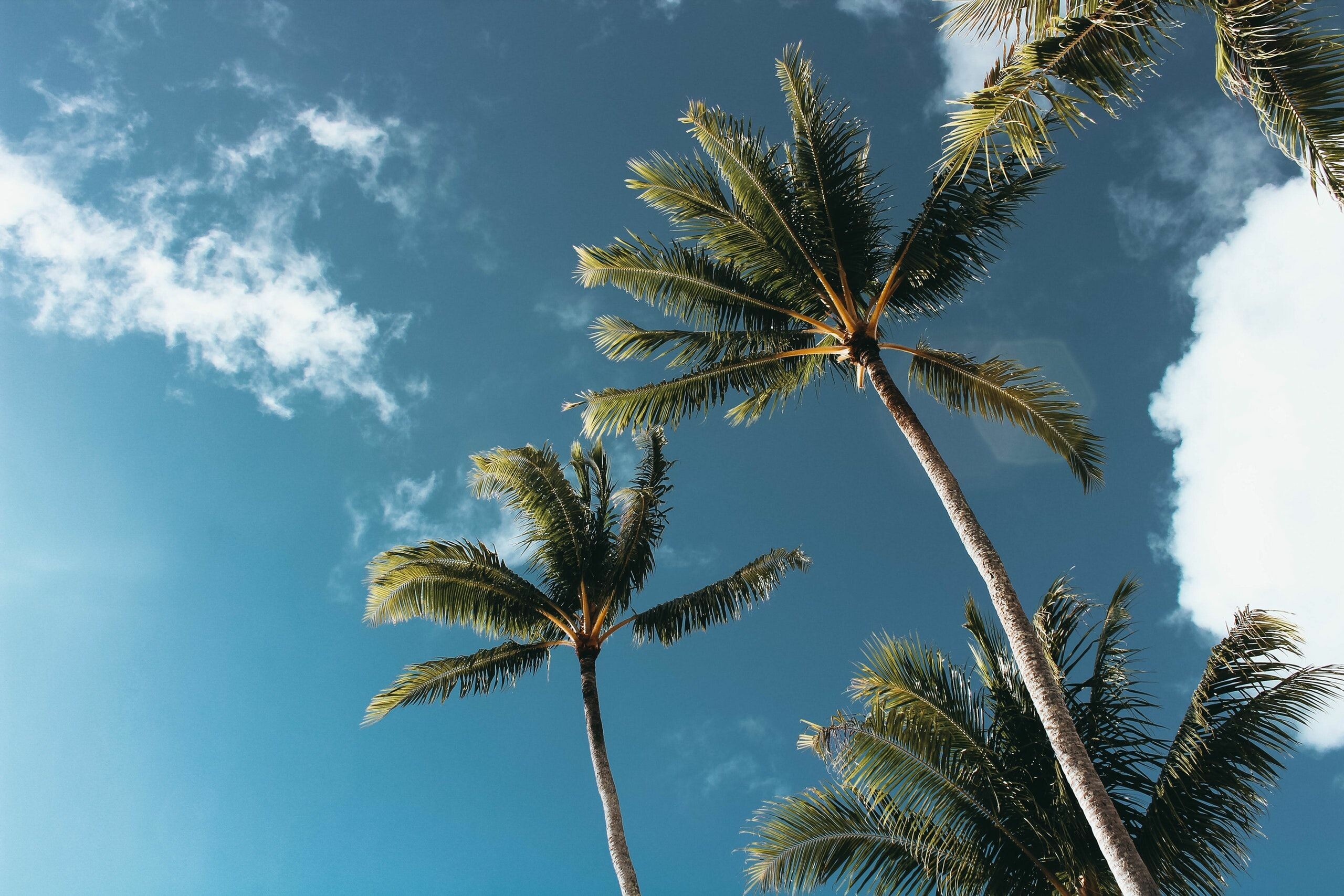 Palm tree bliss, HD wallpapers, Nature's wonders, Relaxing vistas, 2560x1710 HD Desktop