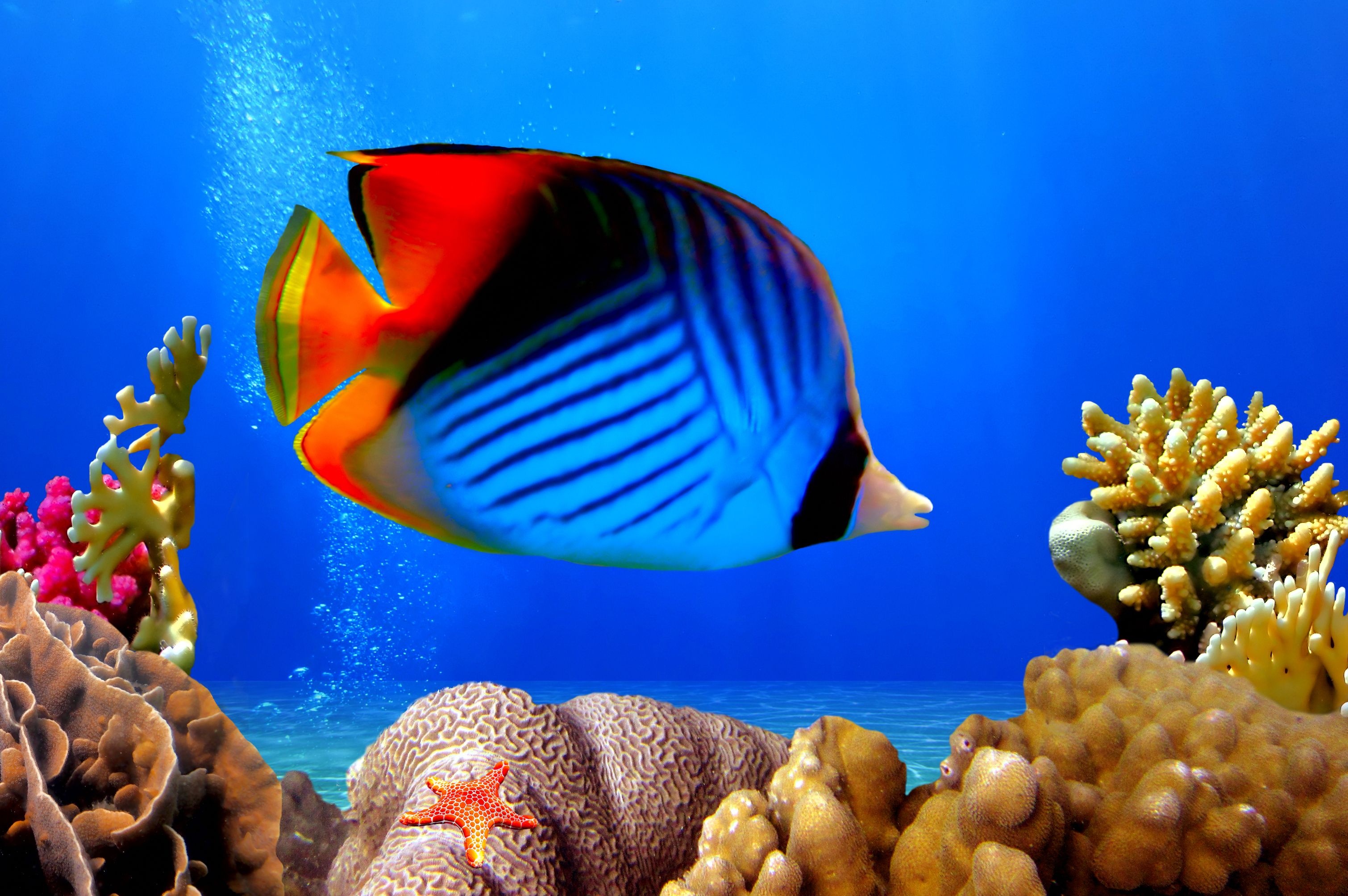 Striped butterflyfish, Red starfish on coral, Brain coral mound, Bright blue water, HD Desktop wallpaper