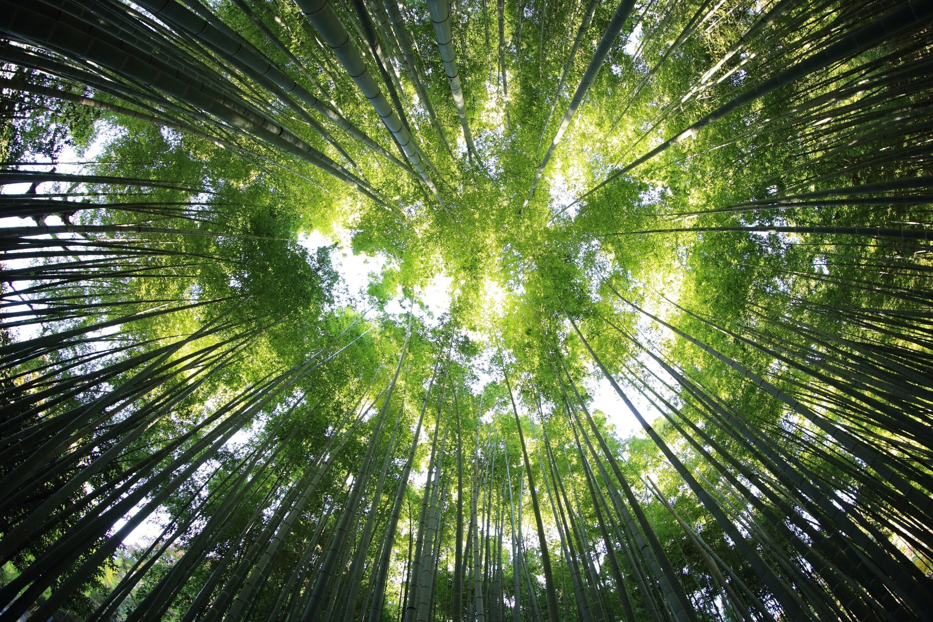 Bamboo in 4k Ultra HD, High resolution wallpaper, Detailed image, Nature's art, 1920x1280 HD Desktop