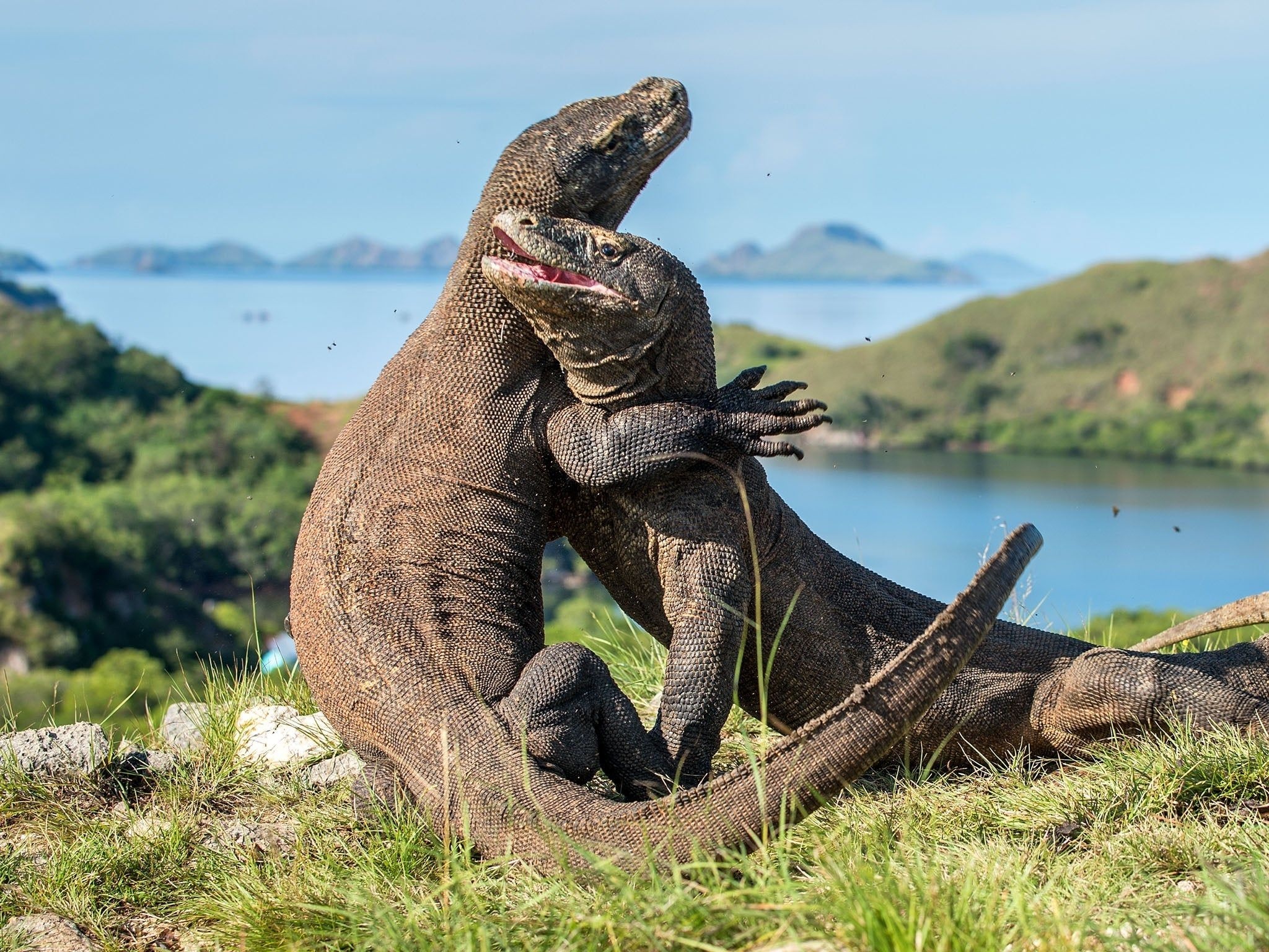 Komodo Island, Open for the rich, Independent travel, Komodo Taman Nasional, 2050x1540 HD Desktop