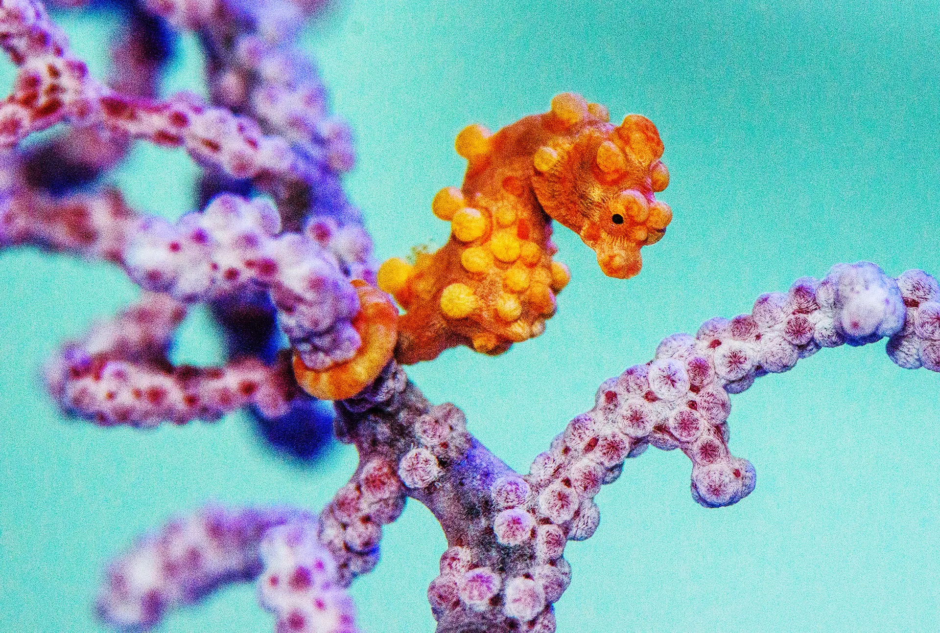 Seahorse, Adorable creature, Fingernail-sized, Wired, 1920x1300 HD Desktop