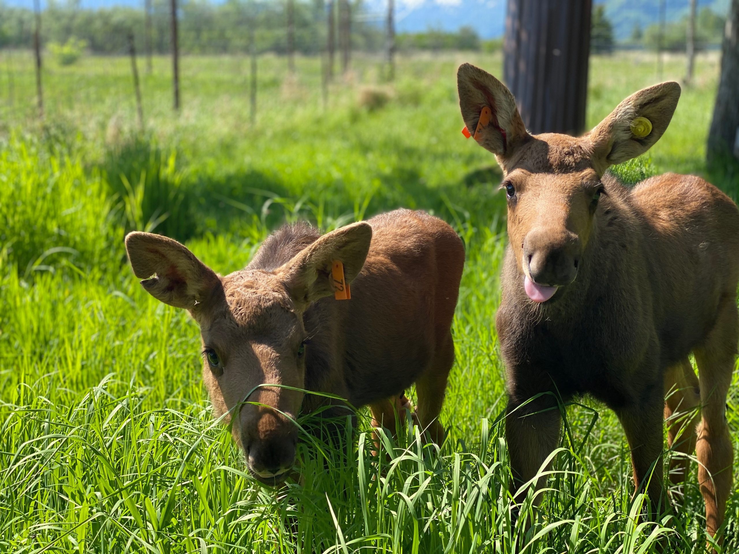 Adopt a moose, Wildlife conservation, Support nature, Unique opportunity, 2560x1920 HD Desktop
