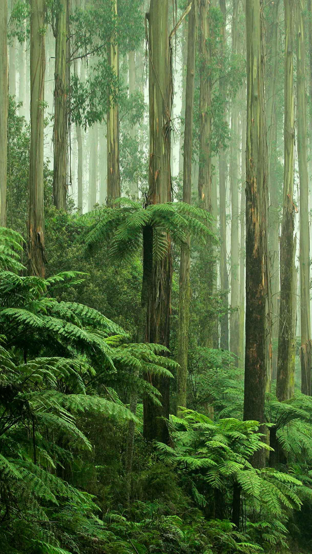 HD rainforest wallpaper, Breathtaking nature, Exotic landscapes, Immersive experience, 1080x1920 Full HD Phone