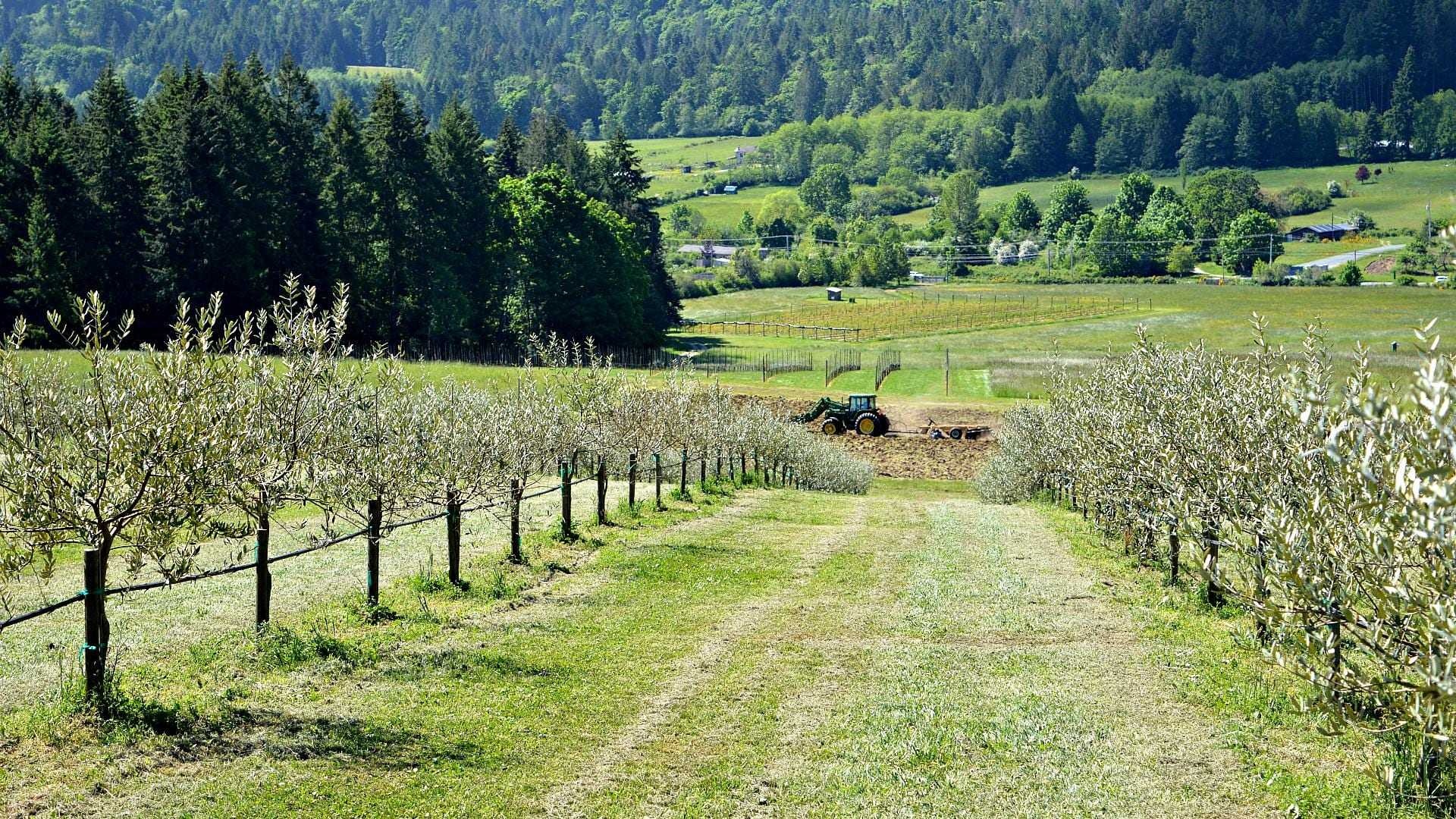 Salt Spring Island, Canada travels, Olive oil, Gegen alle Widerst&auml;nde, 1920x1080 Full HD Desktop