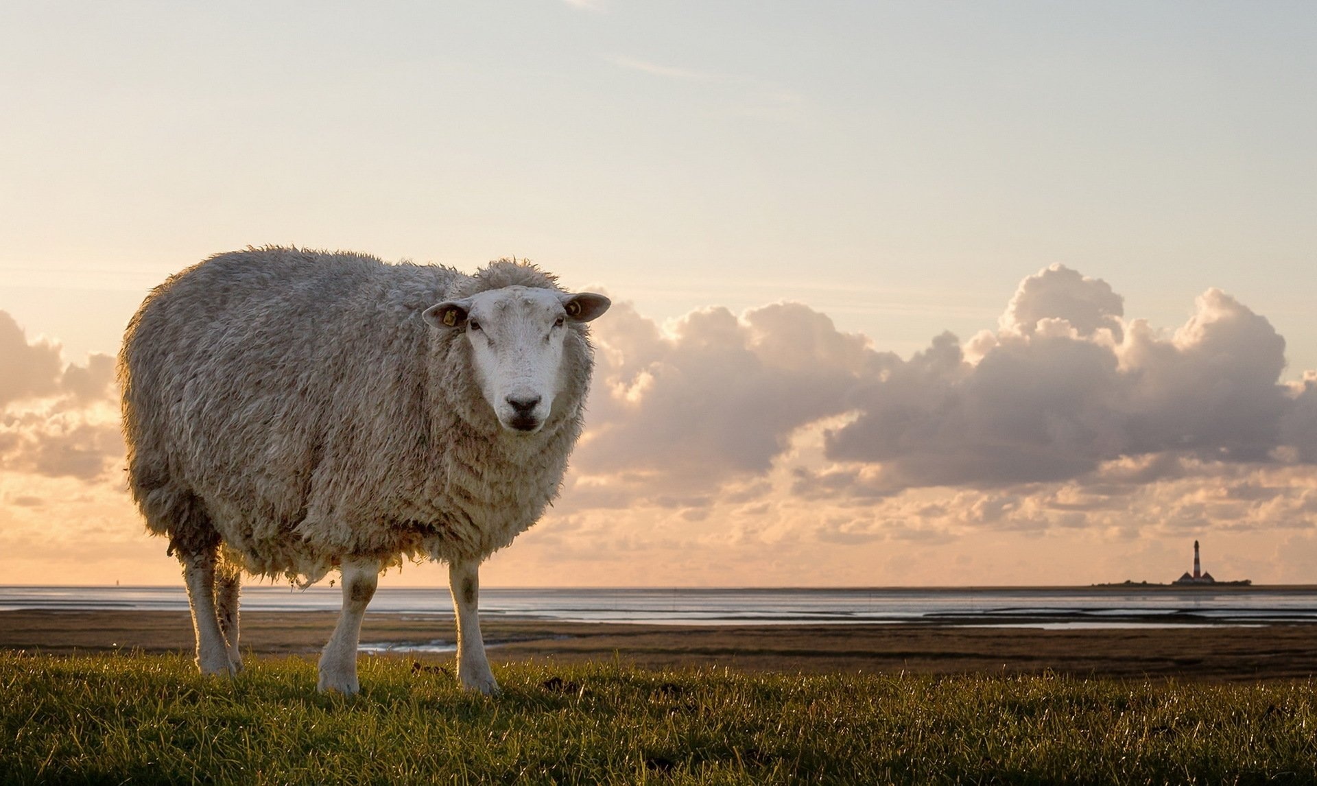 Adorable wooly creatures, Flock grazing peacefully, Fluffy white coats, Farm animal companions, 1920x1150 HD Desktop