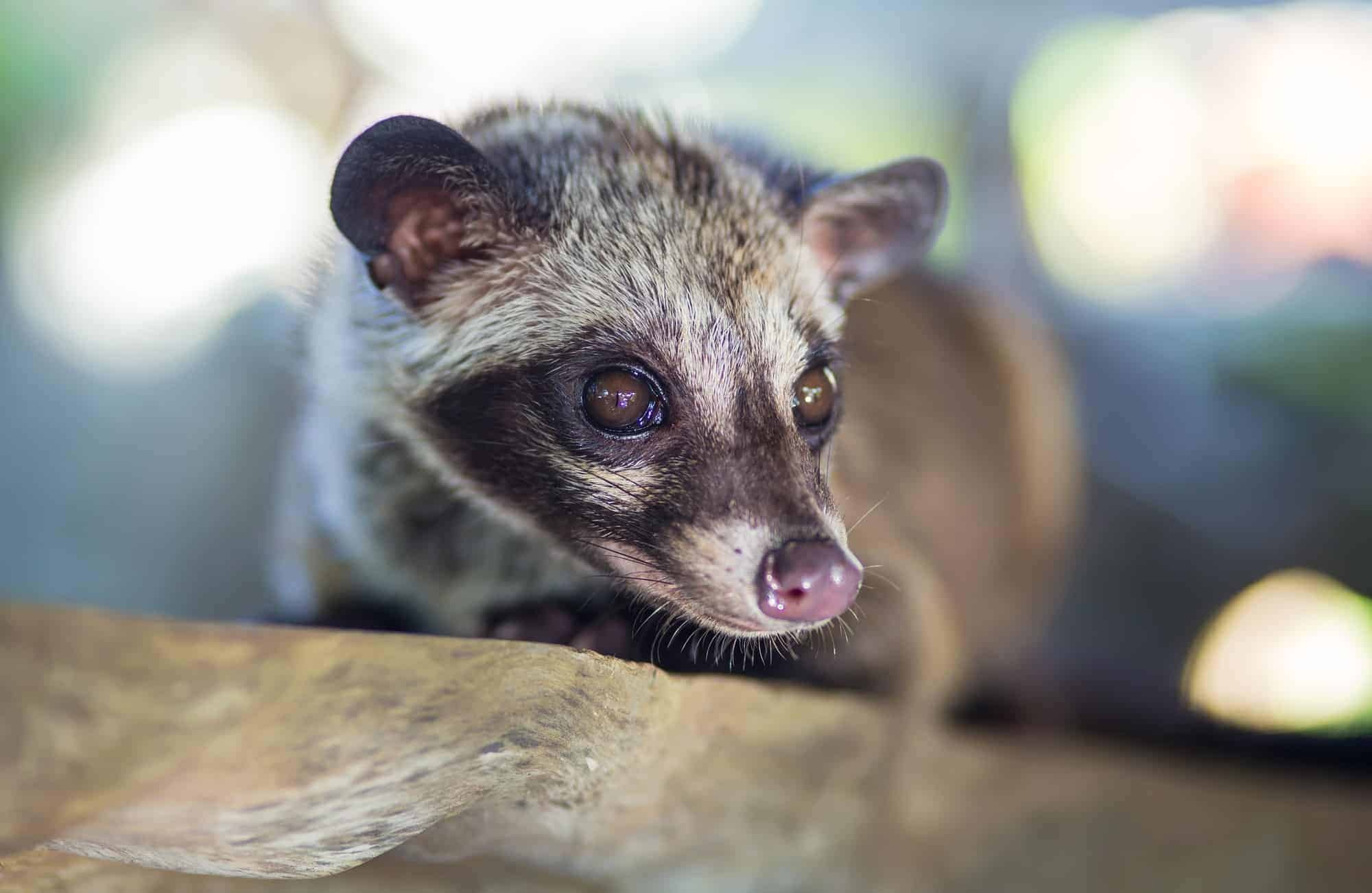 Kopi Luwak coffee, Busting the myth, Unique beverage, Intriguing cat, 2000x1310 HD Desktop