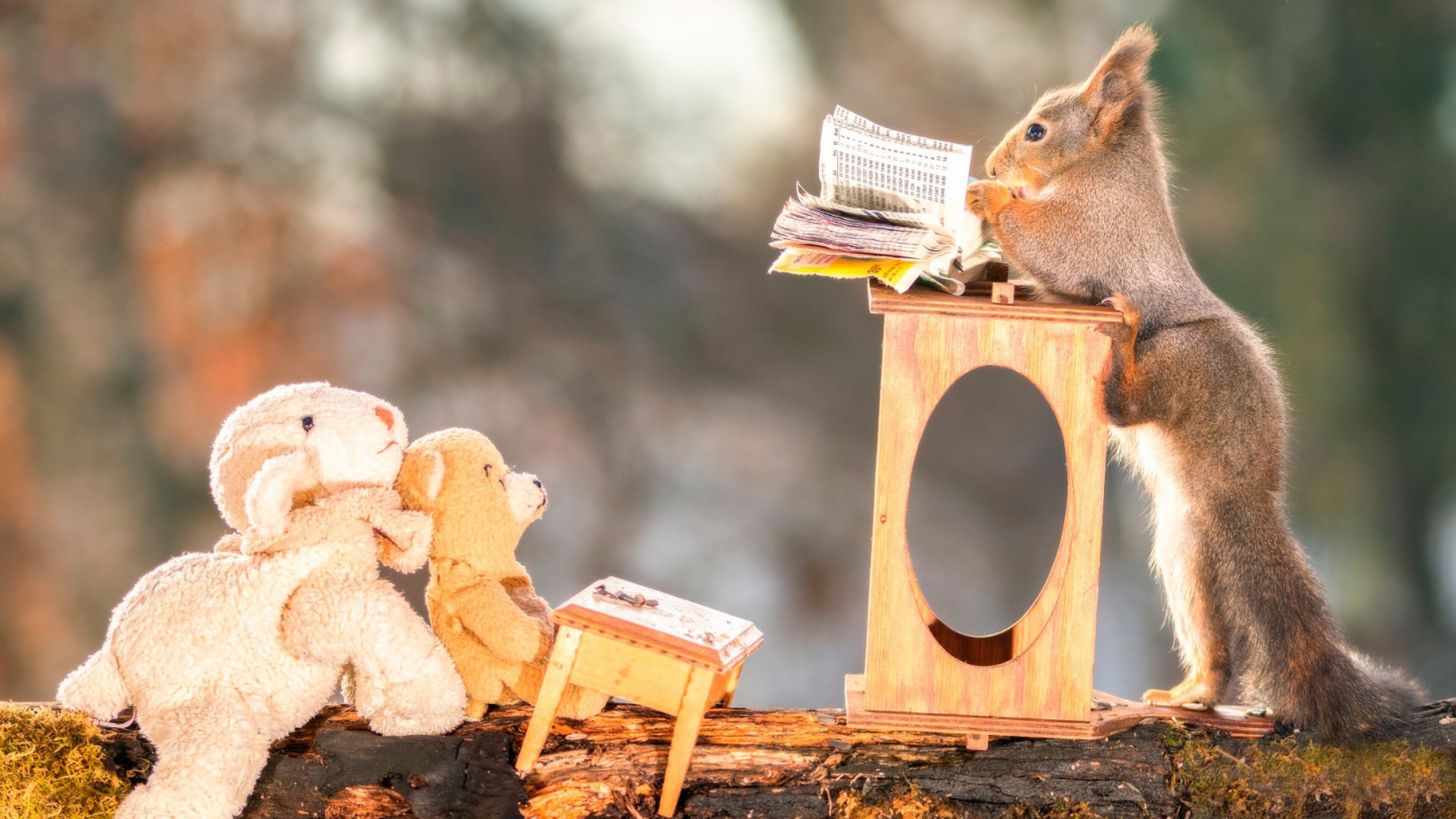 Funny squirrels, Quirky behavior, Amusing wallpapers, High-resolution, 3840x2160 4K Desktop