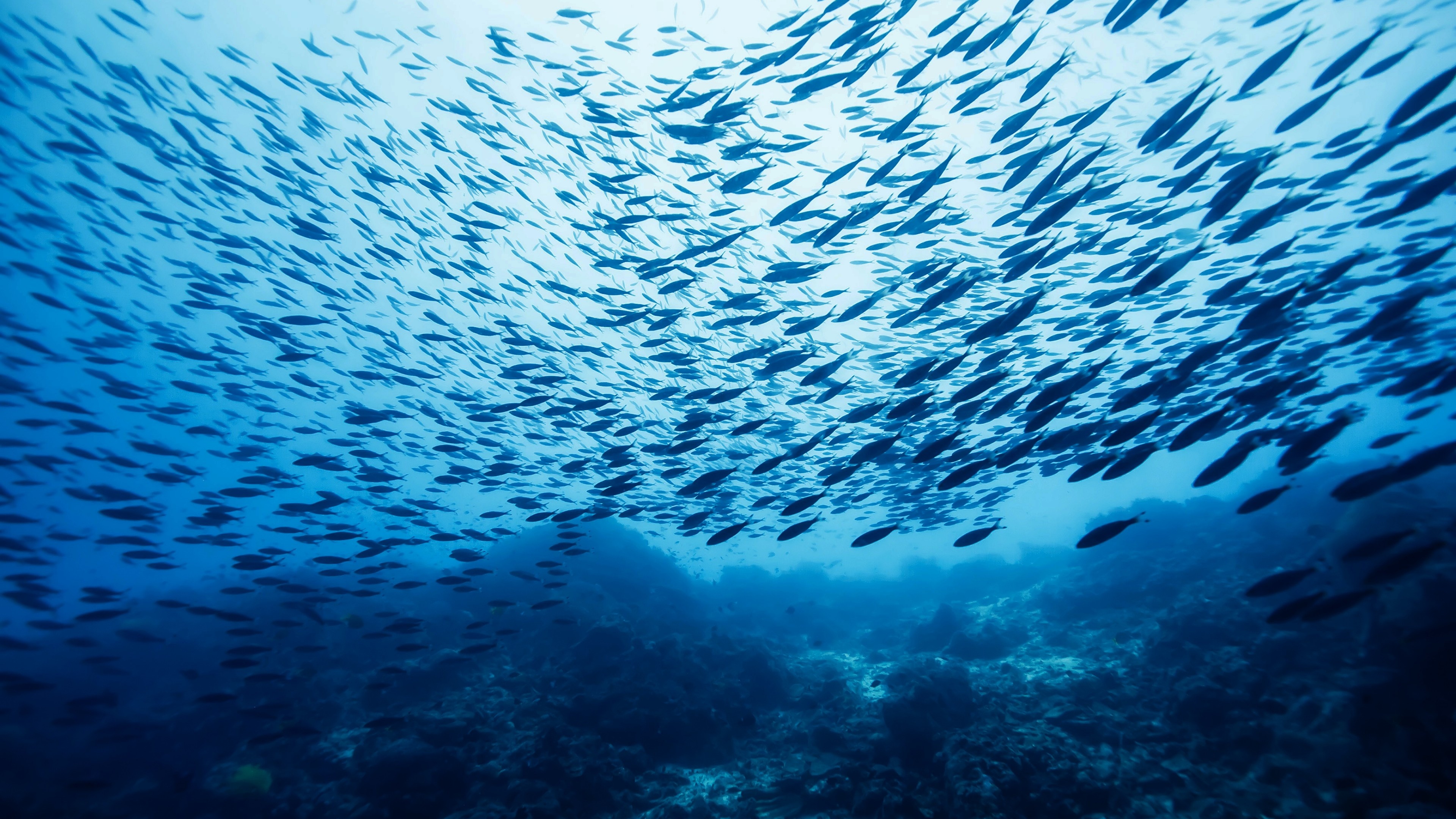 Massive baitfish shoal, Silhouetted reef ridge, Sunlit blue water, 4K Desktop wallpaper