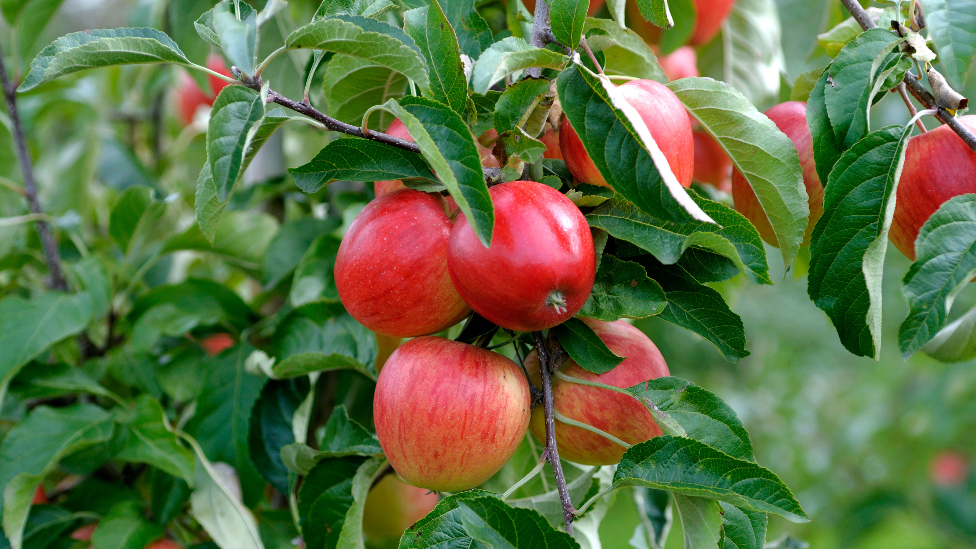 Gala, Apple Trees Wallpaper, 3200x1800 HD Desktop