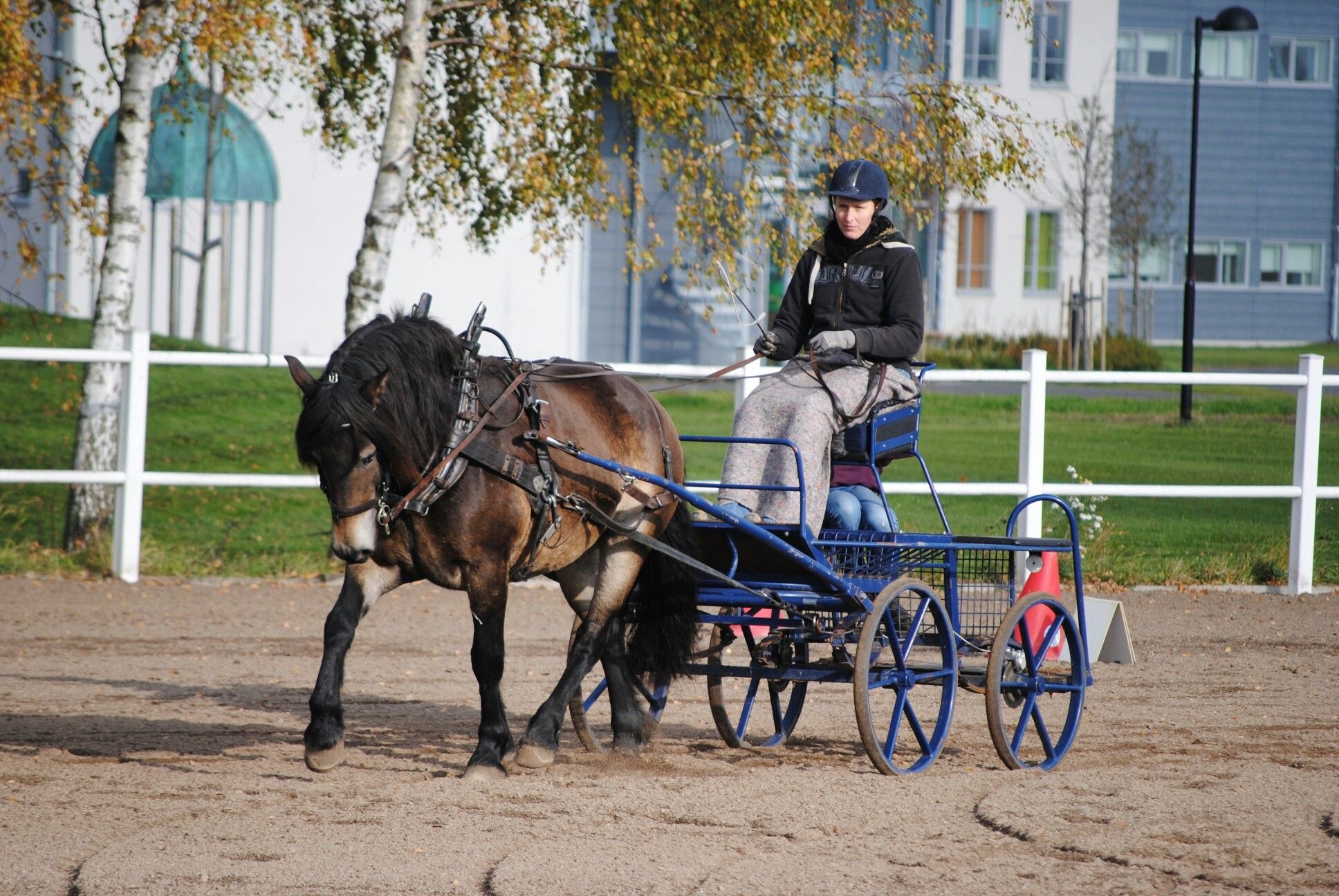 Carriage Driving, Northswedish draft, Nordsvensk brukshst, Horses, 1940x1300 HD Desktop