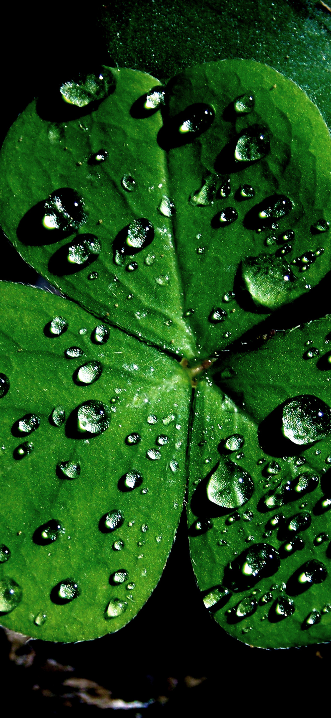 Irish Shamrock, Shamrock wallpapers, Free download, St. Patrick's Day, 1130x2440 HD Phone
