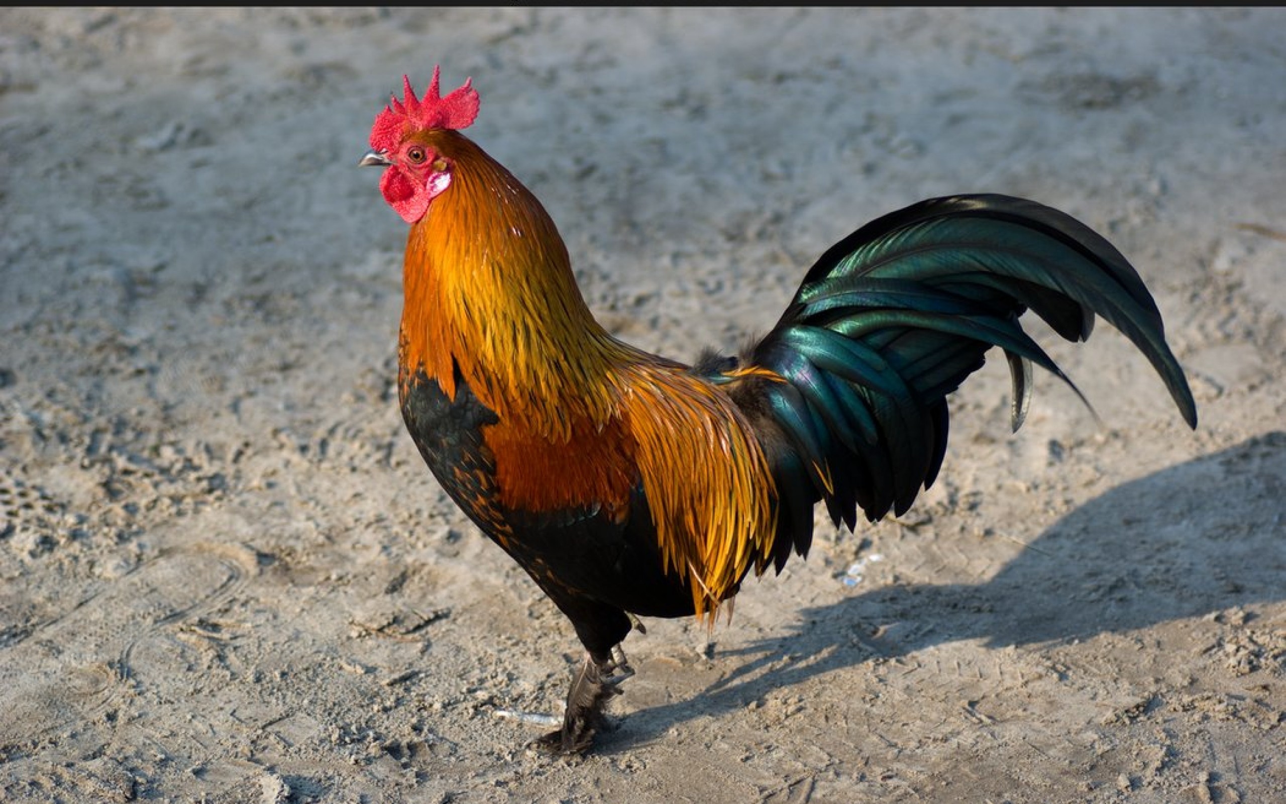 Rooster wallpapers, Farmyard king, Sunrise herald, Rural elegance, 2560x1600 HD Desktop