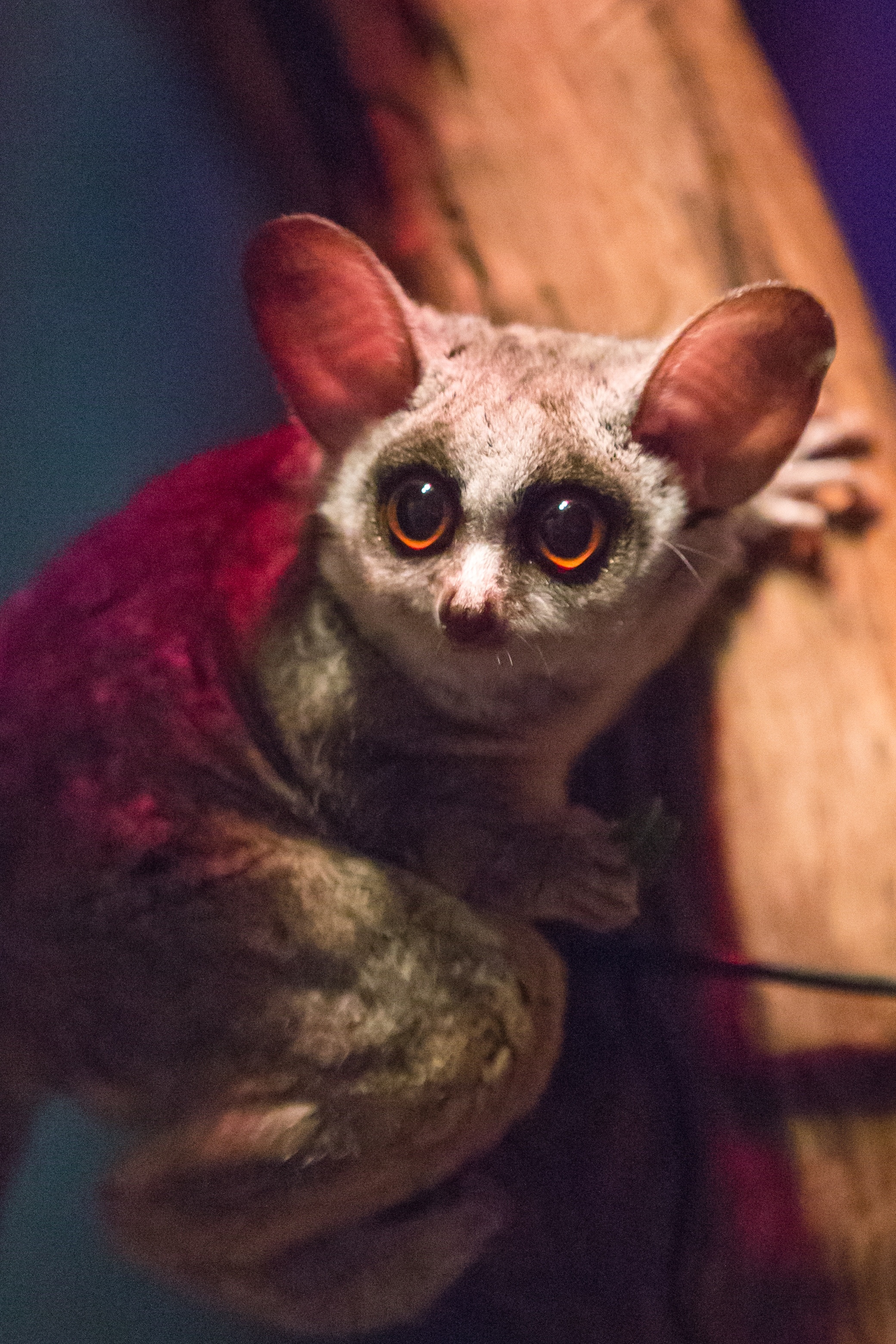 Bush Baby (Galago), Moholi bushbaby, Primate species, African wildlife, 2080x3120 HD Phone