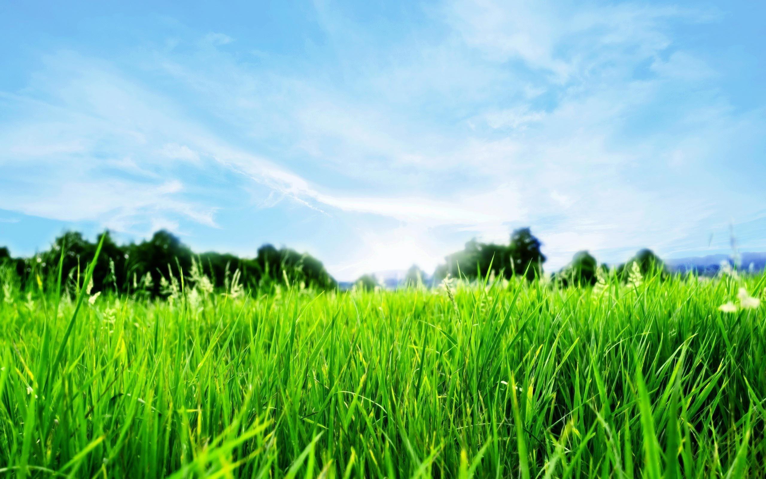 Green grass, Fresh and vibrant, Nature's carpet, Botanical beauty, 2560x1600 HD Desktop
