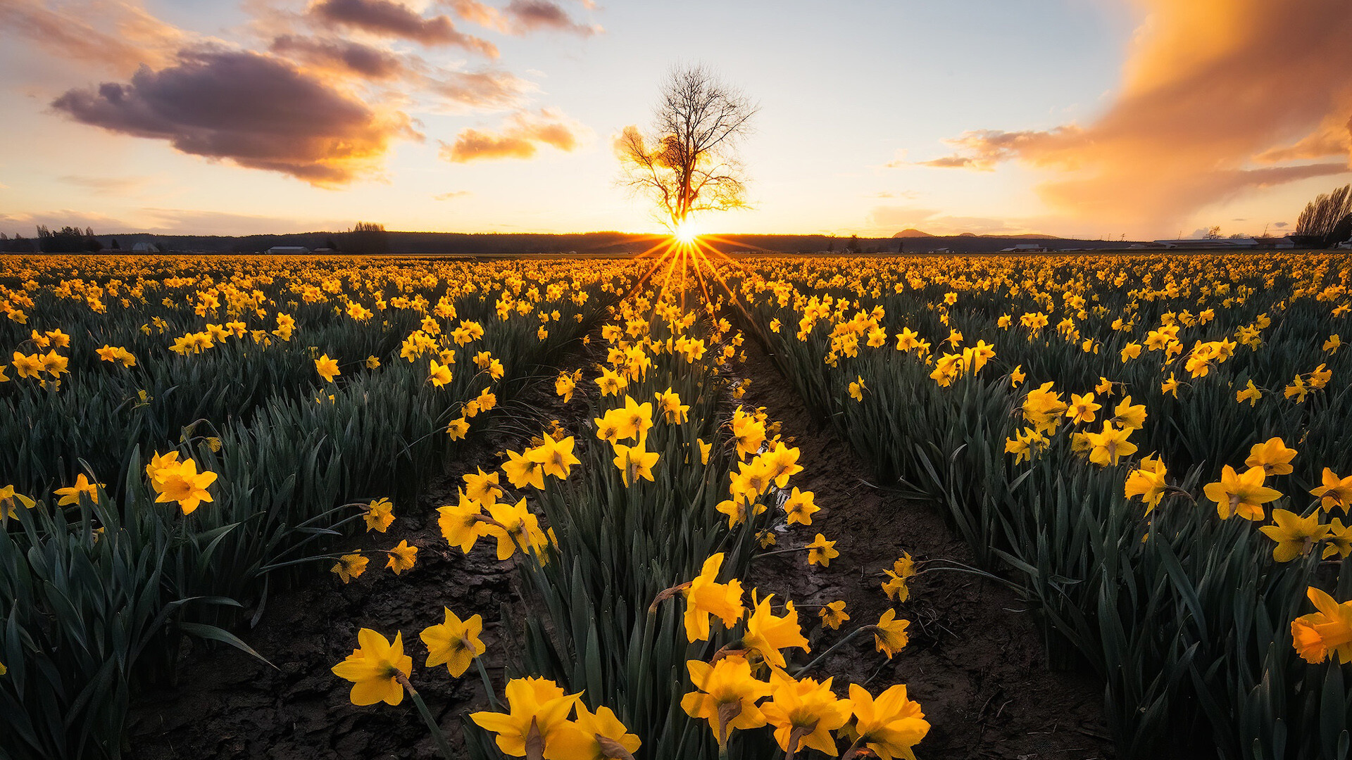 Photo wallpaper, Daffodil field, Landscapes, Yellow flowers, 1920x1080 Full HD Desktop