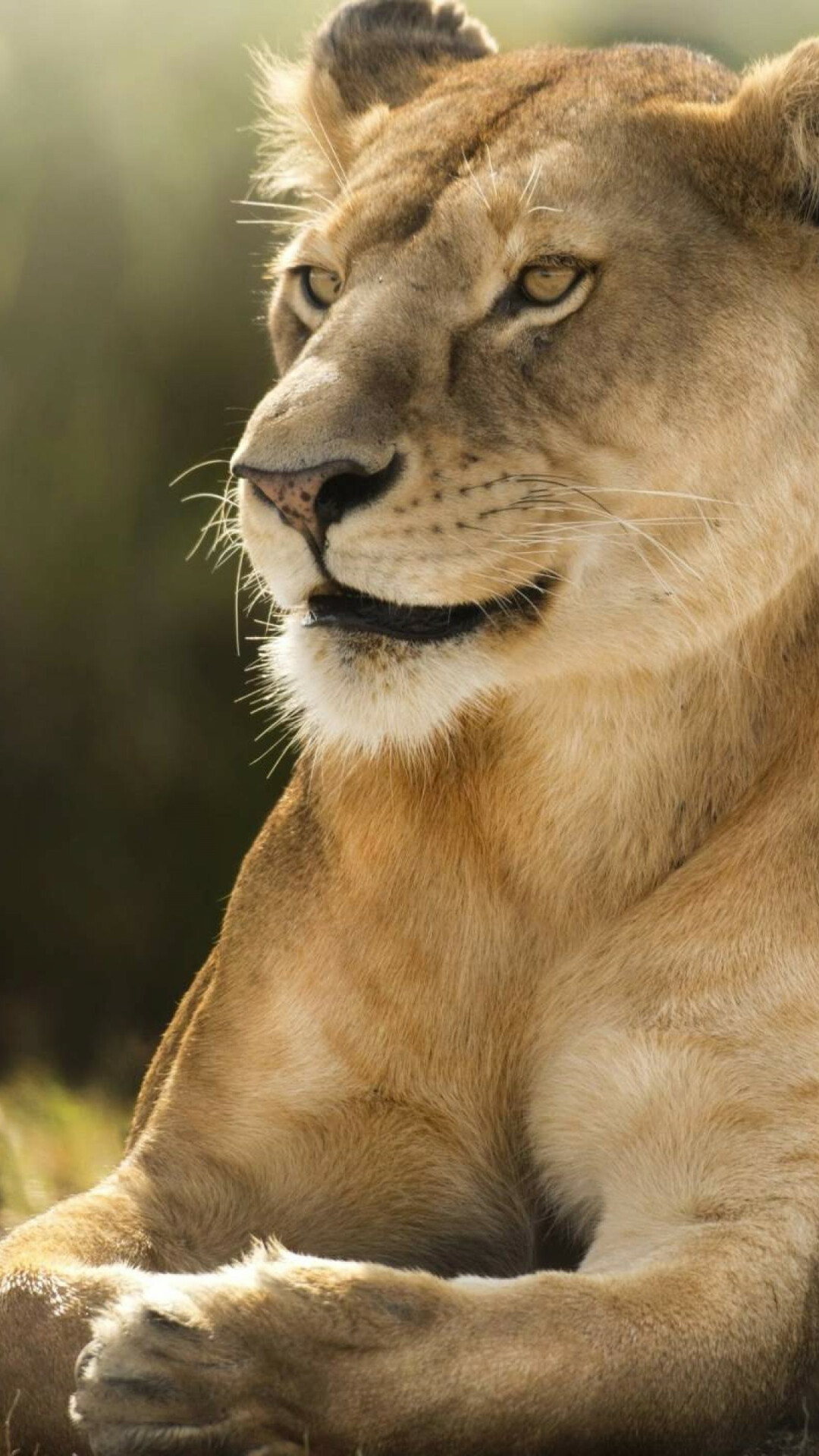 African lion, Stunning beauty, Impressive mane, Natural habitat, 1080x1920 Full HD Phone