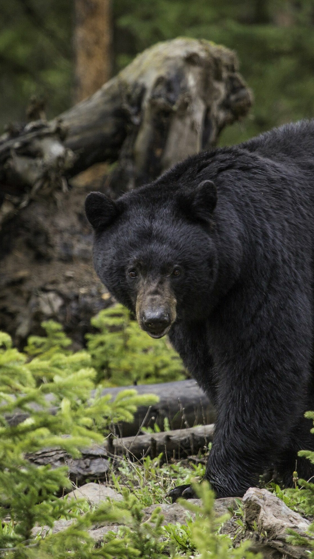 Black bear, Forest wanderer, Mysterious eyes, Furry coat, 1080x1920 Full HD Phone