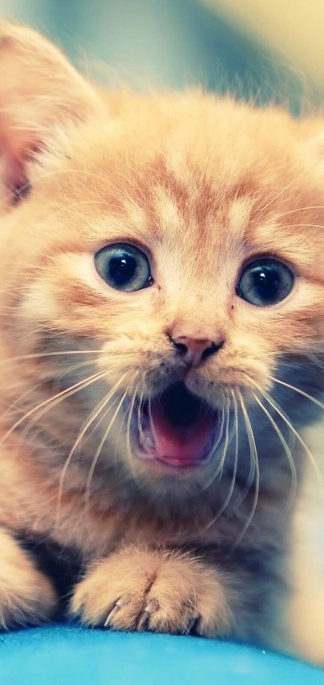 Cat, Desktop and mobile wallpapers, Seamless transition, Perfect fit, 1080x2280 HD Phone