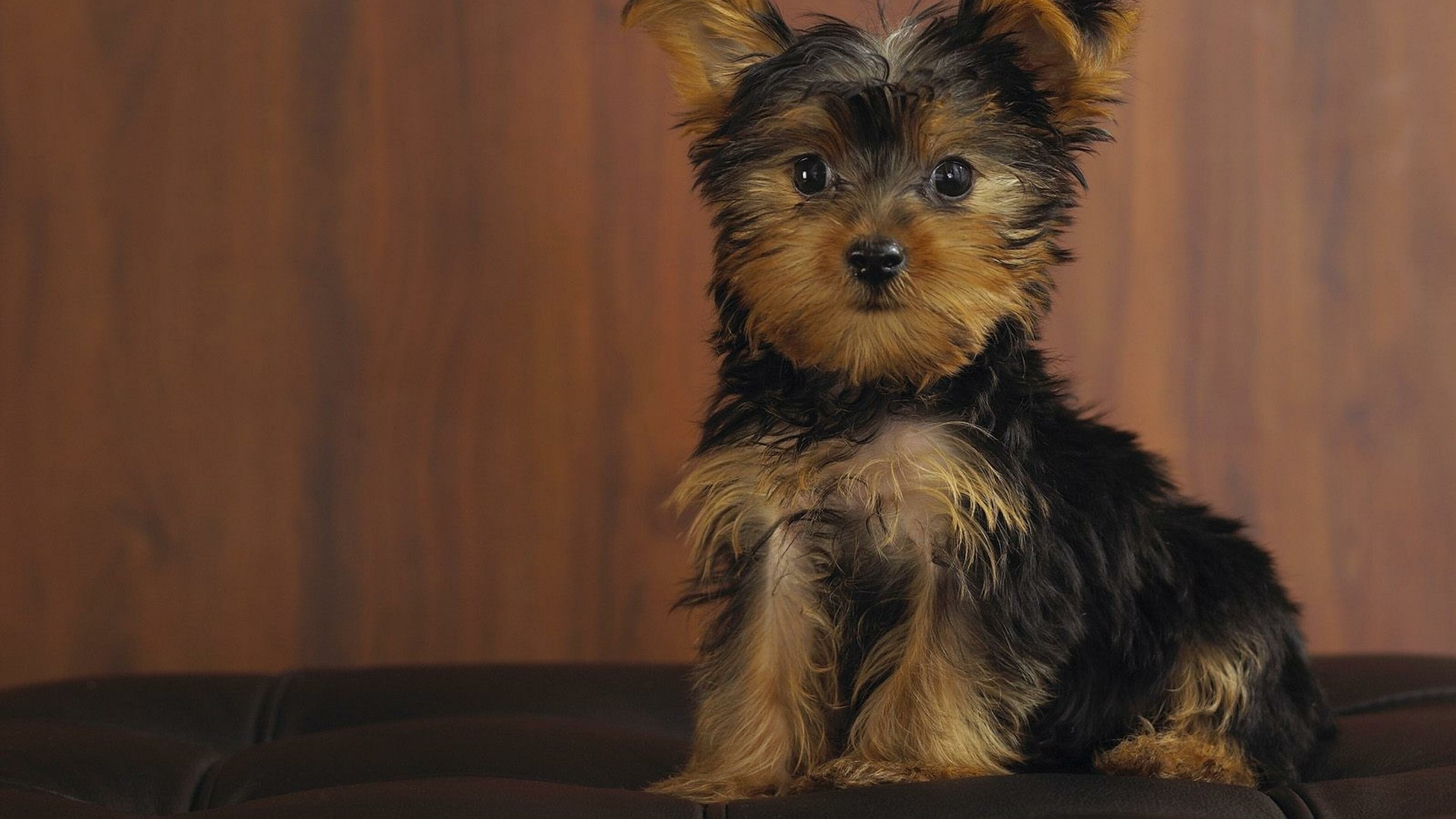 Puppy, Yorkshire Terrier Wallpaper, 3840x2160 4K Desktop