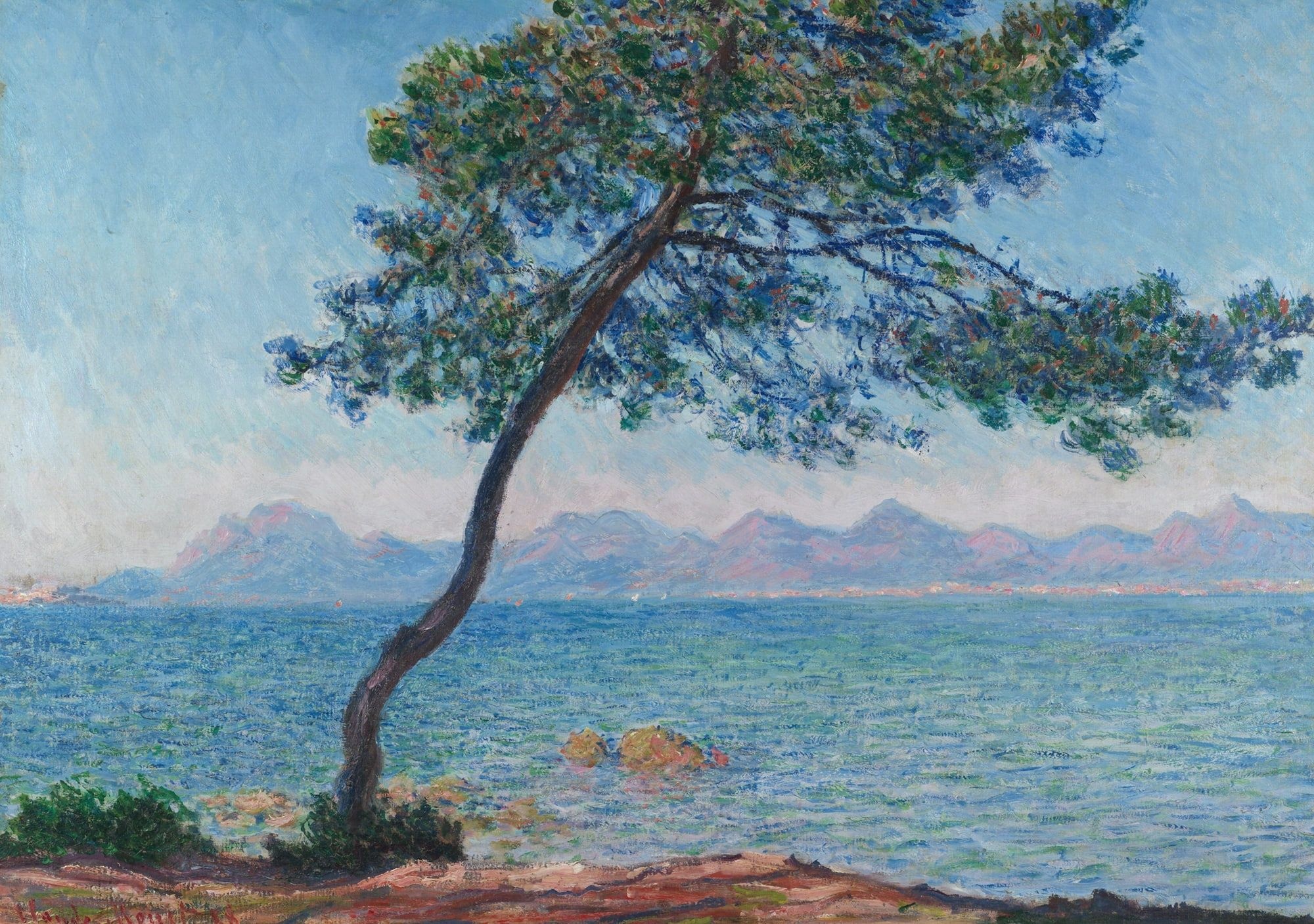 The Pine Tree, Antibes, Mediterranean pine tree, Massif de l'Esterel, HD Desktop wallpaper