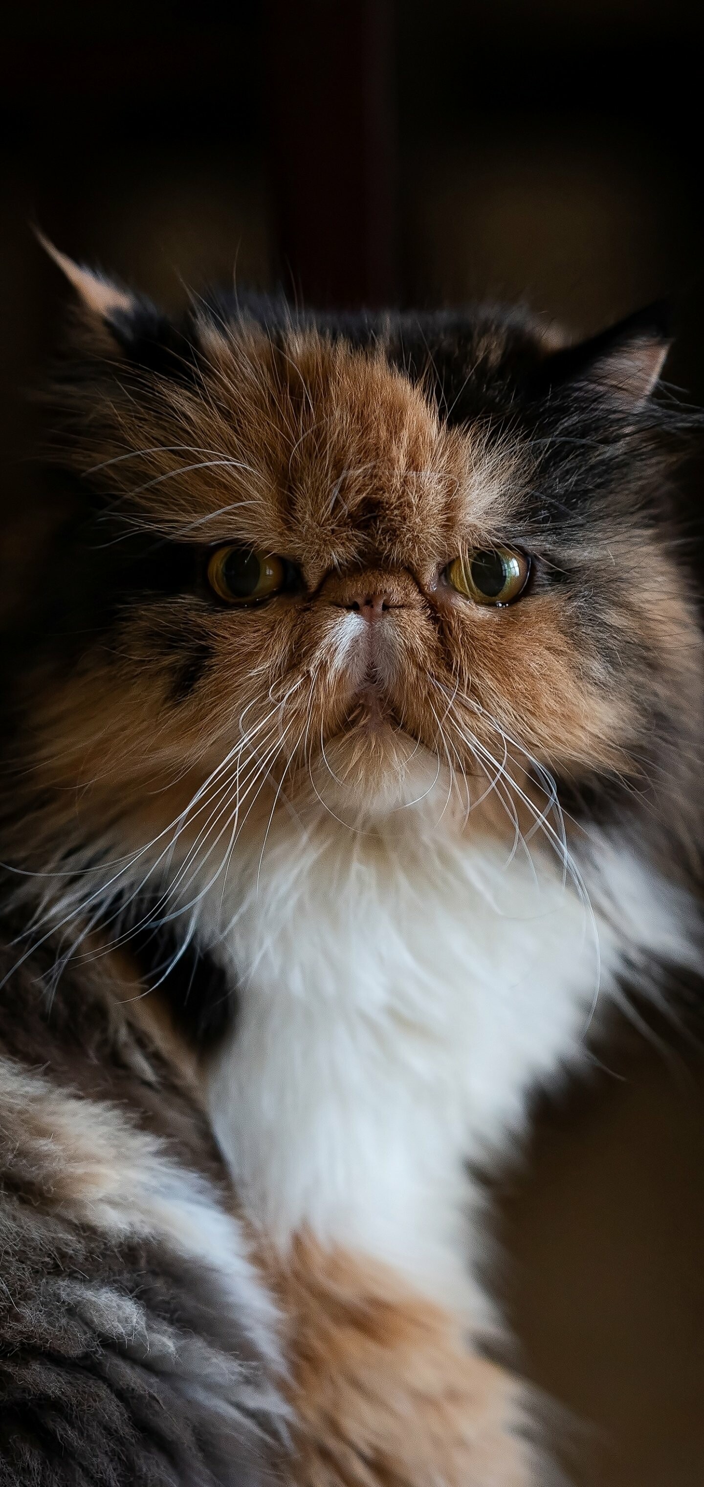 Calico, Persian Cats Wallpaper, 1440x3040 HD Phone