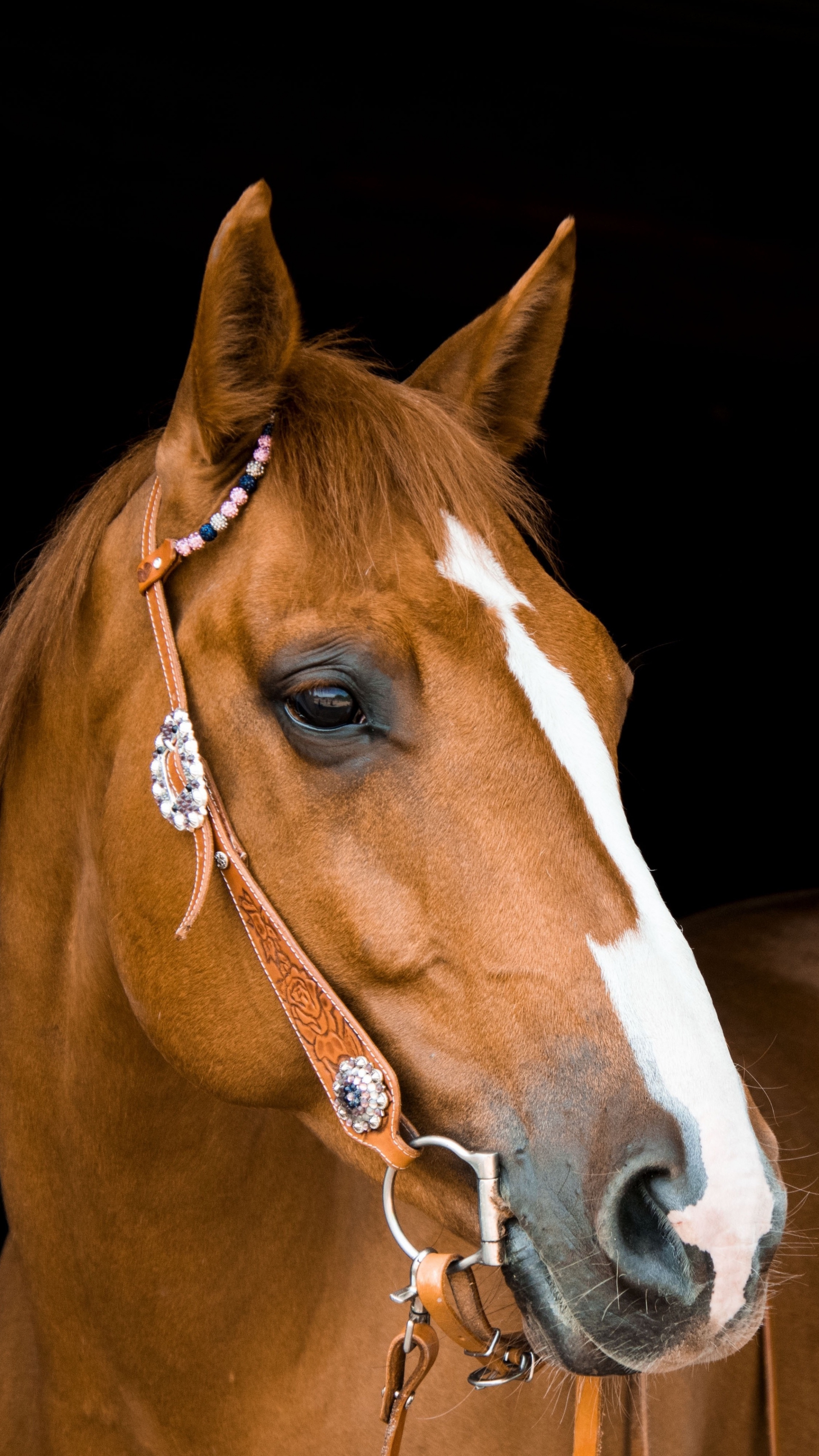 Mammal brown horse, Portrait wallpaper, Sony xperia z5 premium dual hd image, 2160x3840 4K Phone