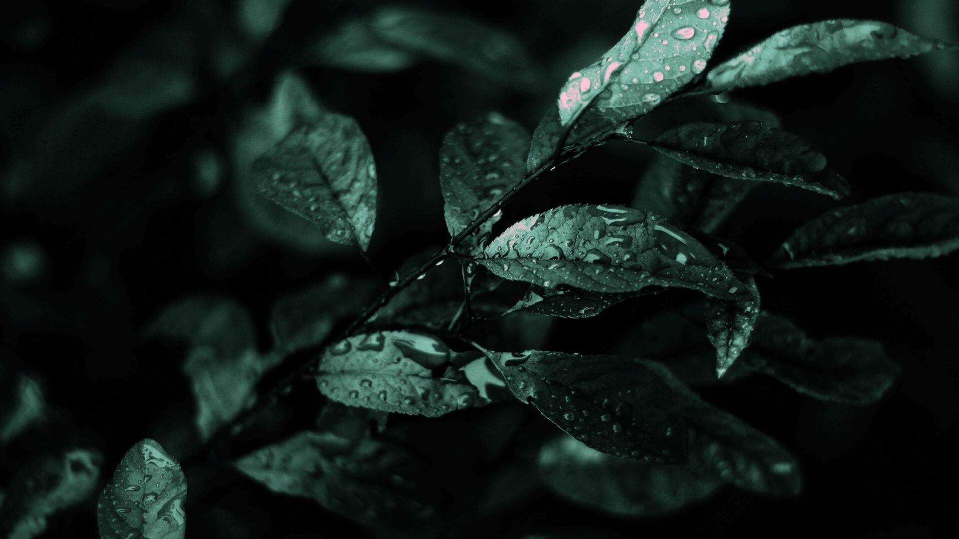 Macro plant wallpapers, Close-up details, 1920x1080 Full HD Desktop