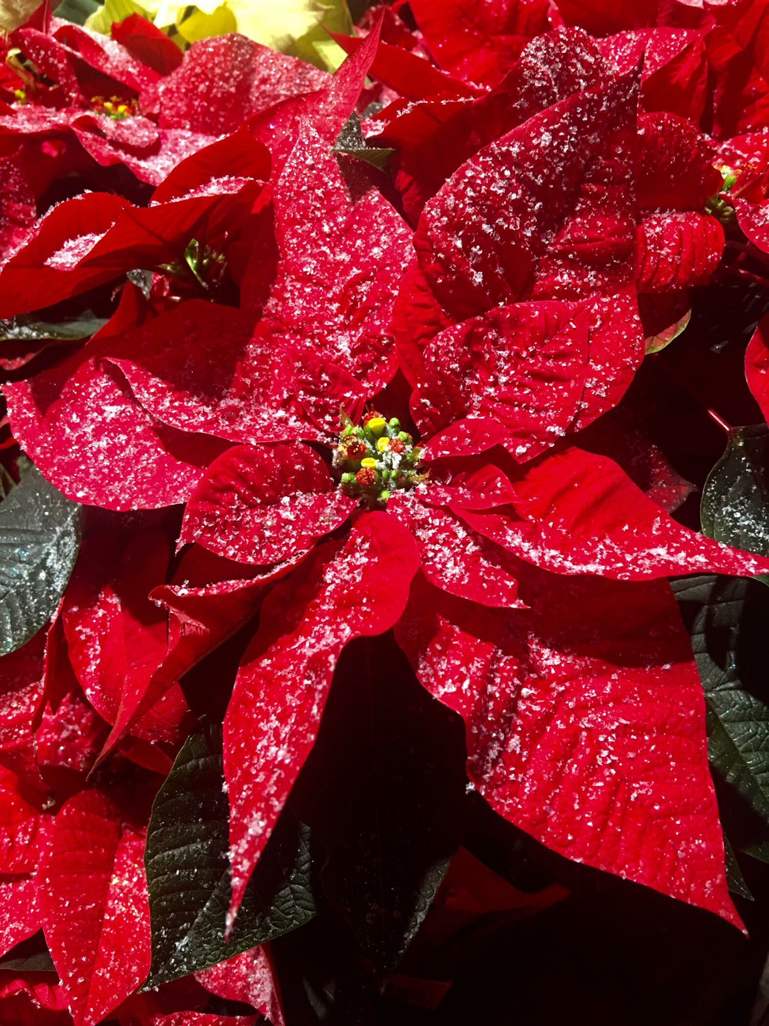 Garden guru, Joel Poinsett's legacy, Poinsettia plant, Testament to nature, 1580x2100 HD Phone