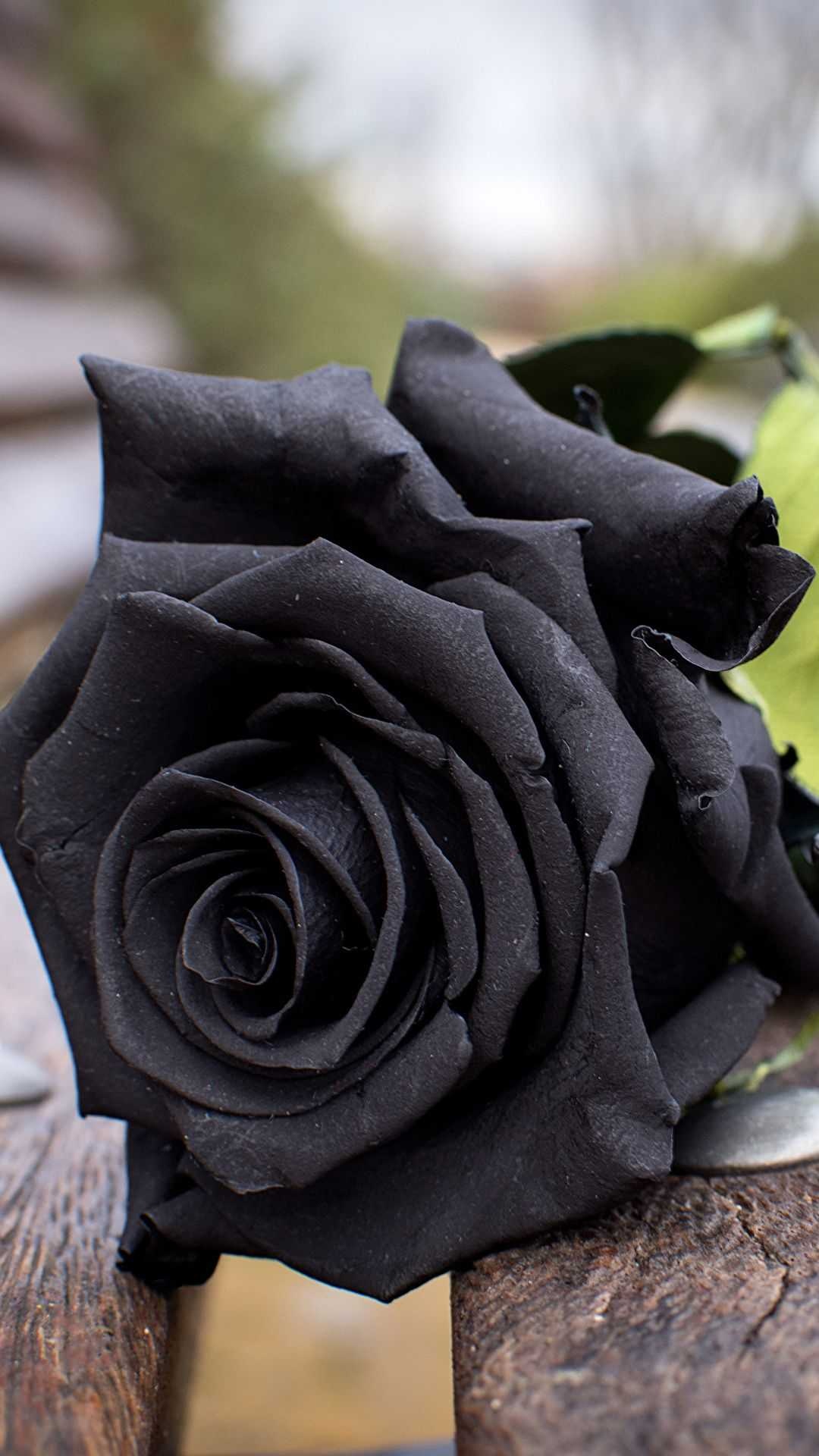 Rose, Matte Black Wallpaper, 1080x1920 Full HD Phone