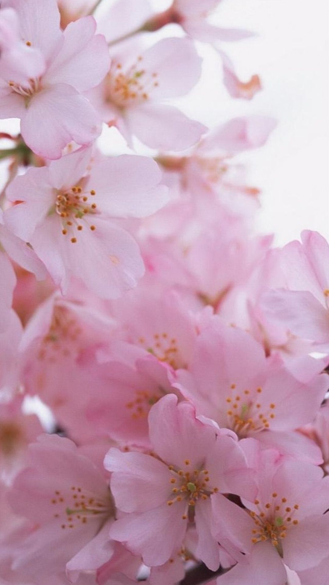 Pink cherry blossoms, Delicate floral stamens, Soft macro petals, Full HD Phone wallpaper