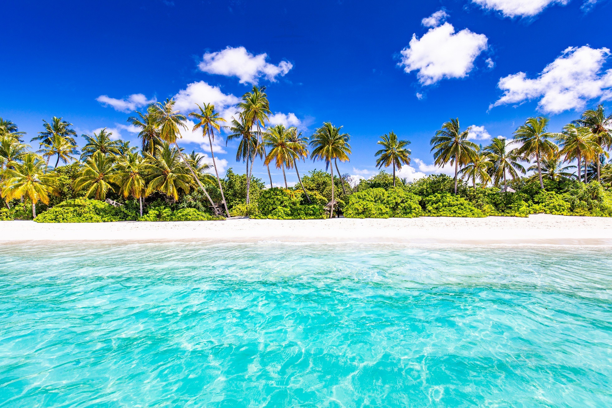Coconut palm trees, Crystal clear turquoise water, White sand beach, HD Desktop wallpaper
