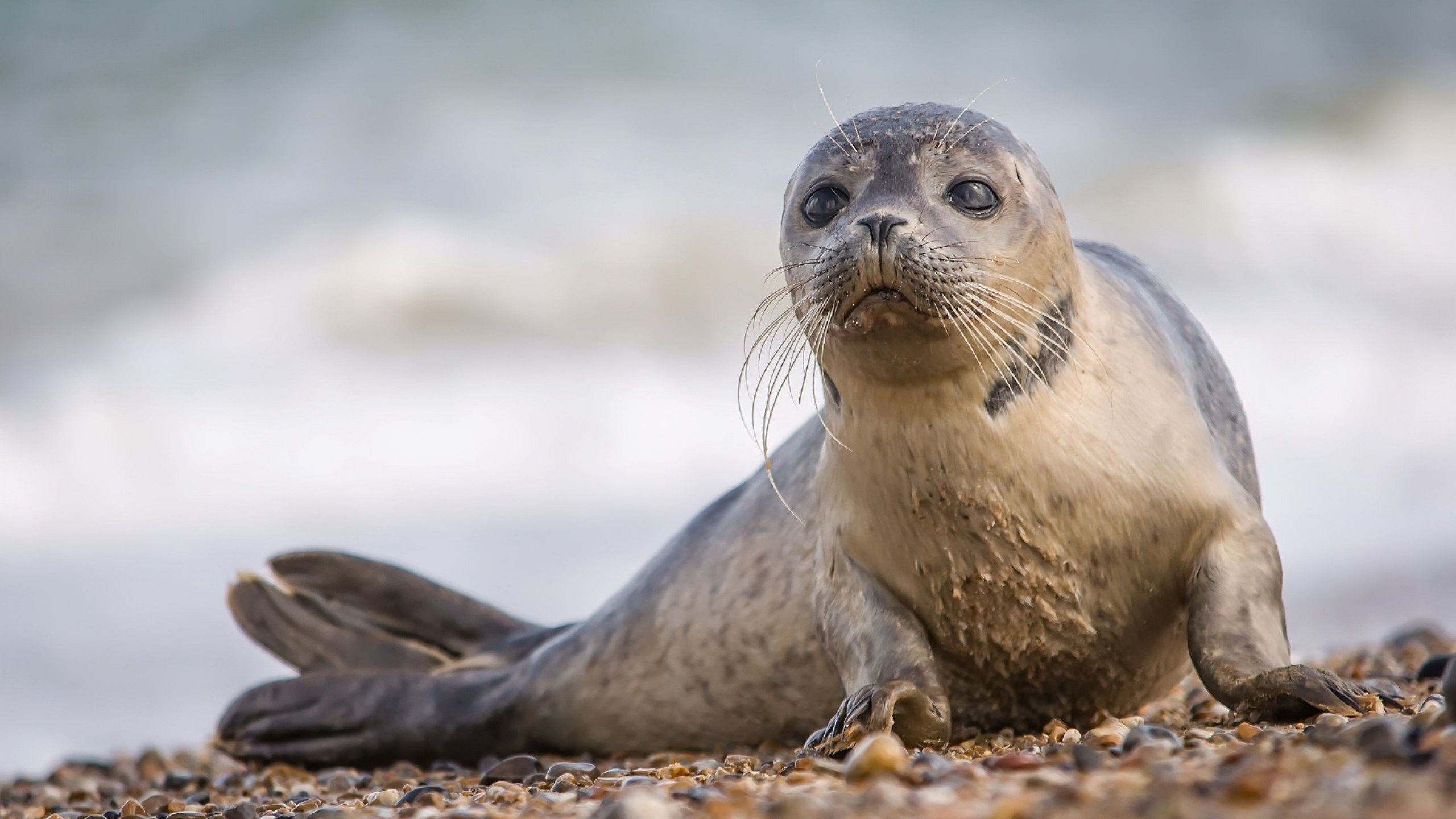 Coastal seal scenery, Rocky shores, Serene landscape, Imac 27 inch wallpaper, 2560x1440 HD Desktop