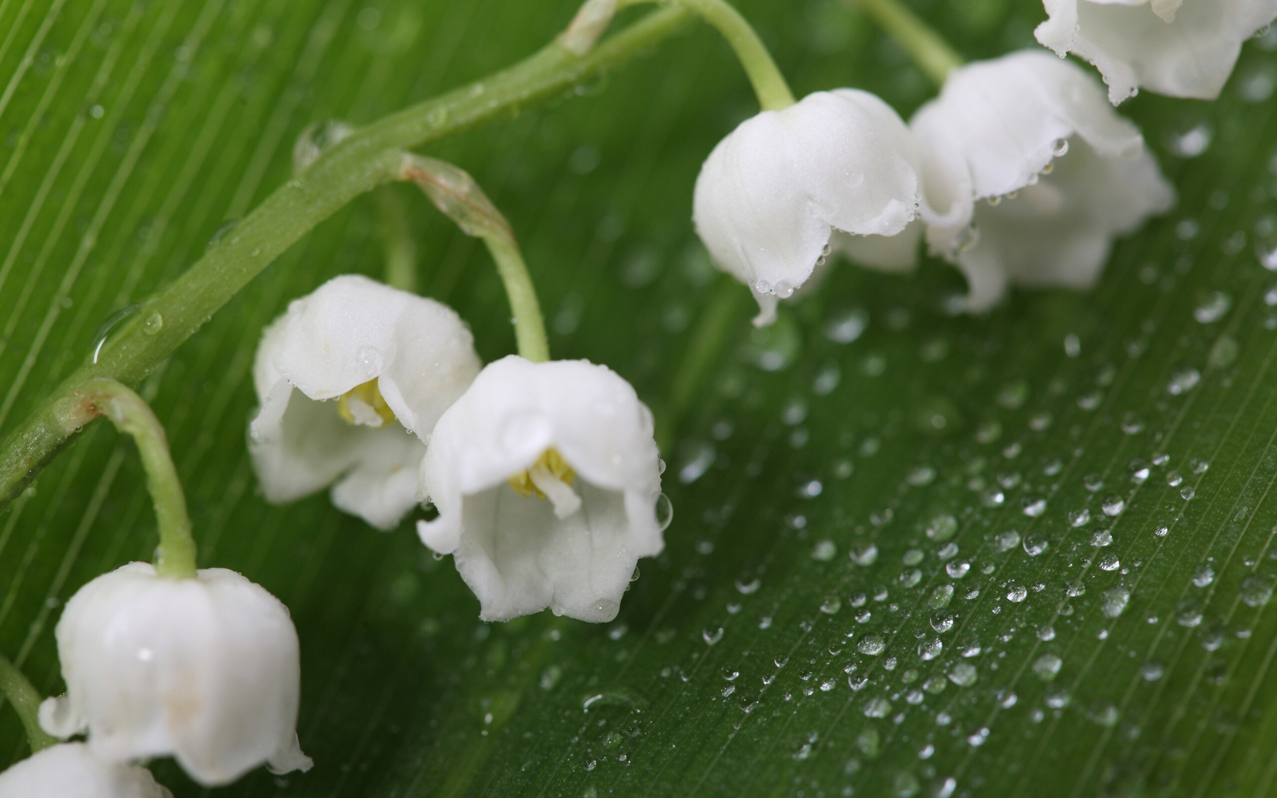 Fresh Lily of the Valley, Nature's wonder, Delicate blossoms, Serene wallpaper, 2560x1600 HD Desktop